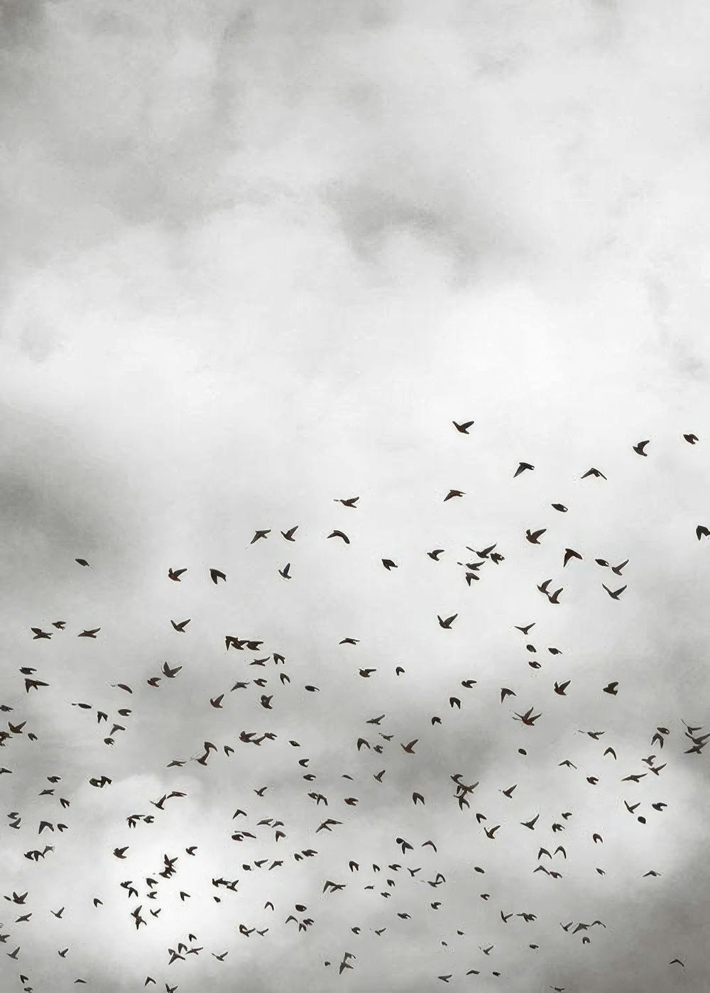 Bird Sky, Print 0