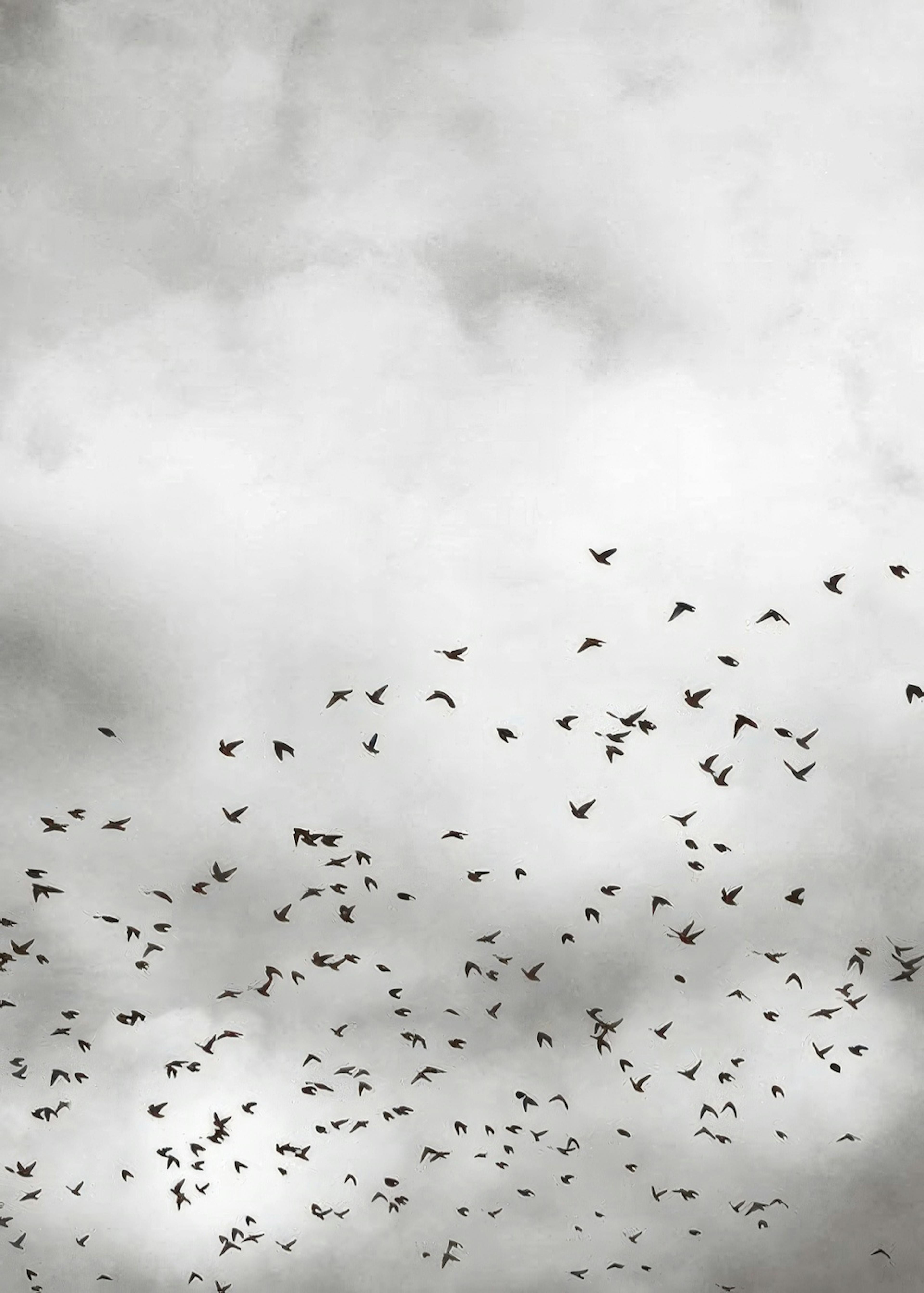 Bird Sky, Plakát 0