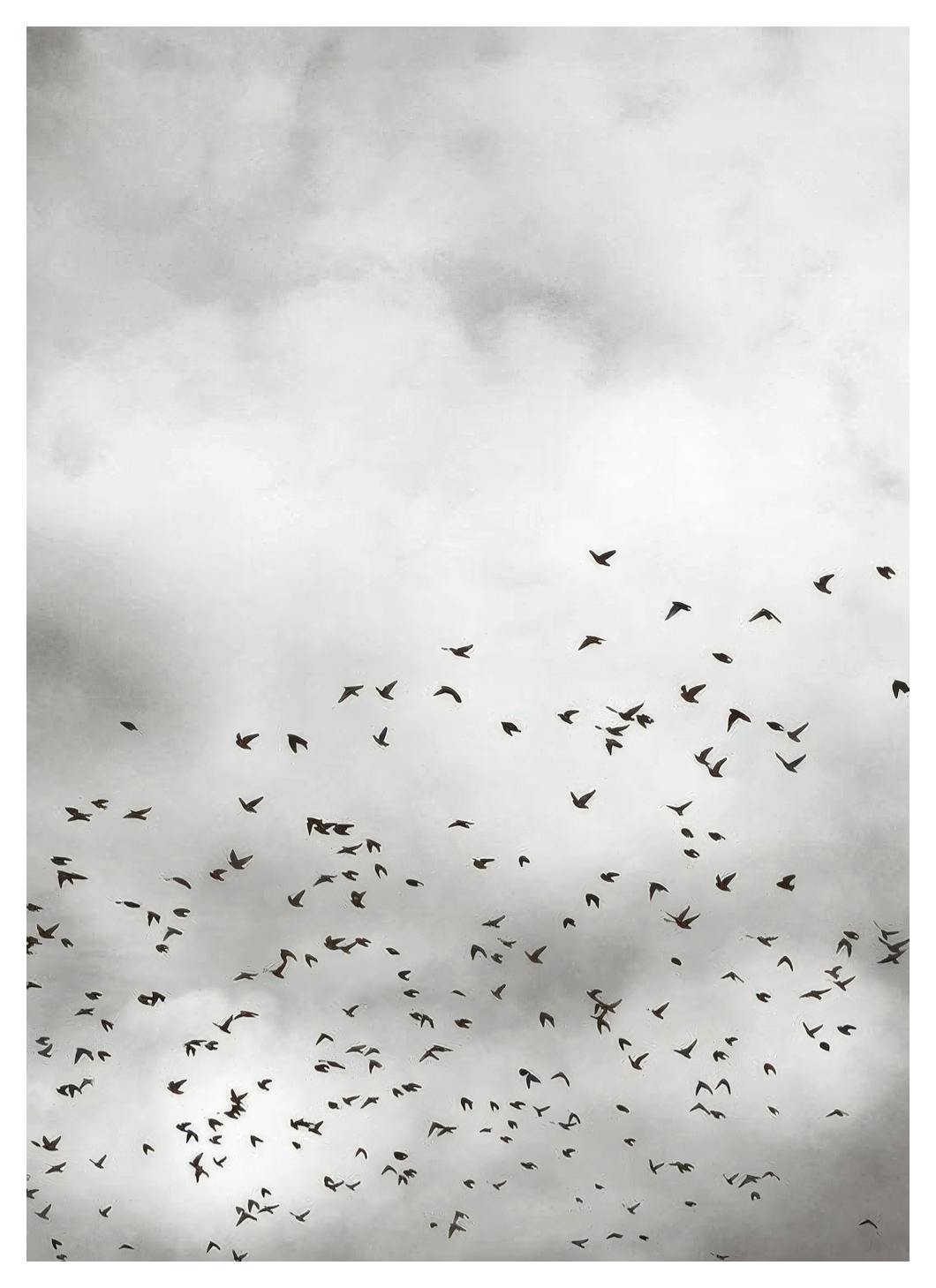 Prints - Bird Sky, Print (50x70 cm) - Nature prints
