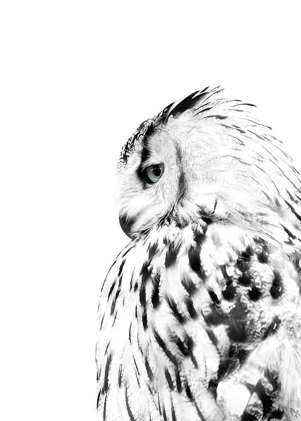 White Owl, Affiches 0