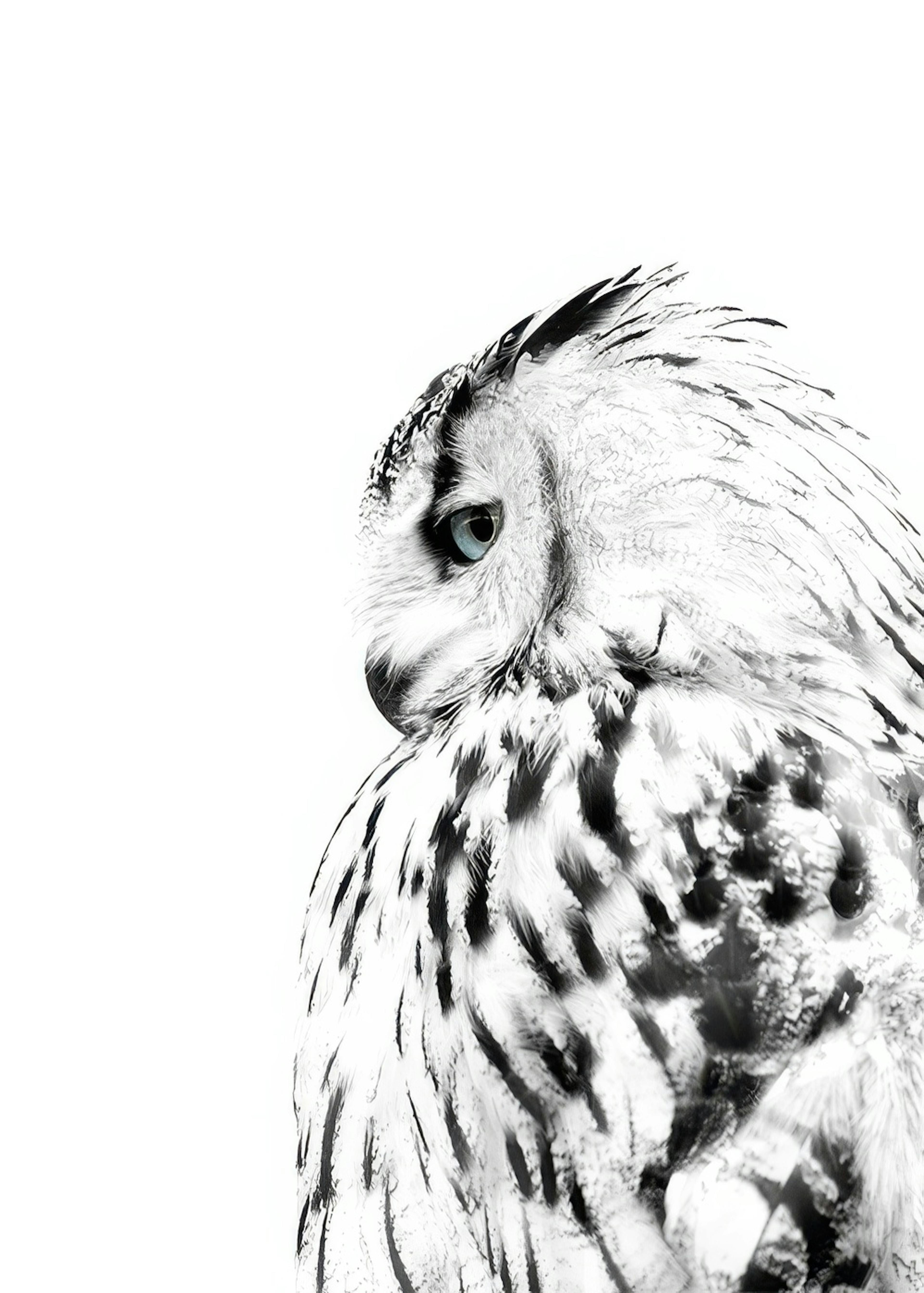 White Owl, Affiches 0
