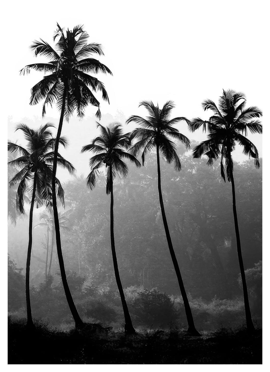 Palm Trees, Print (30x40 cm)
