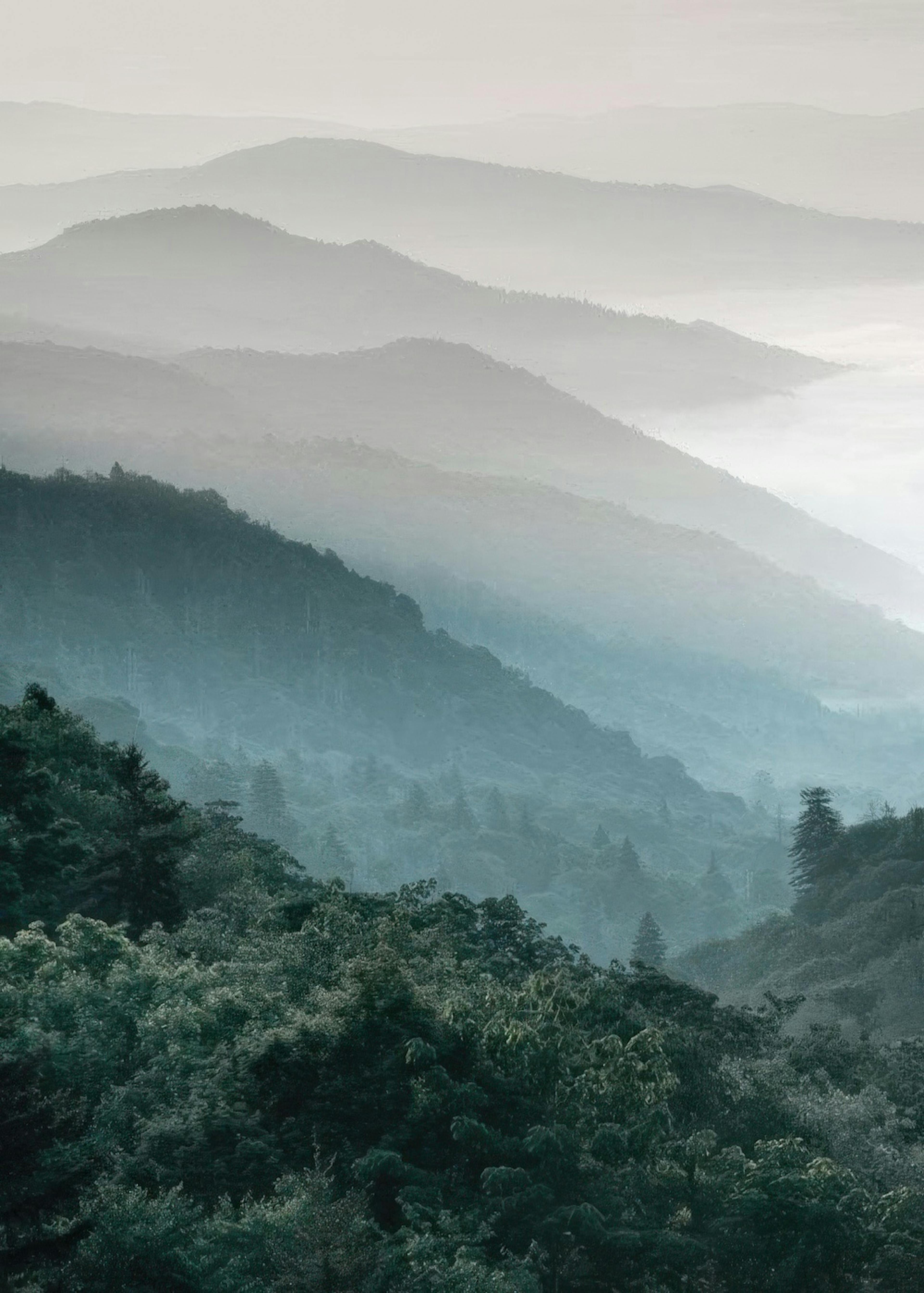 Forest Mountain, Posters 0