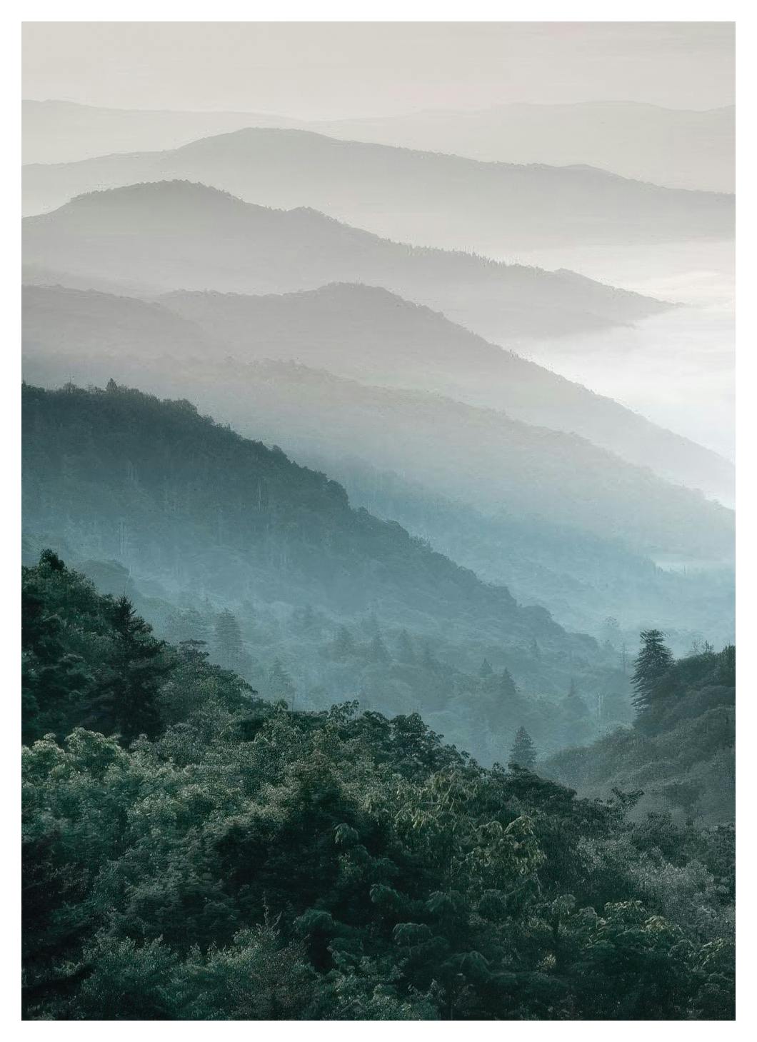 Prints - Forest Mountain, Prints (50x70 cm) - Nature prints