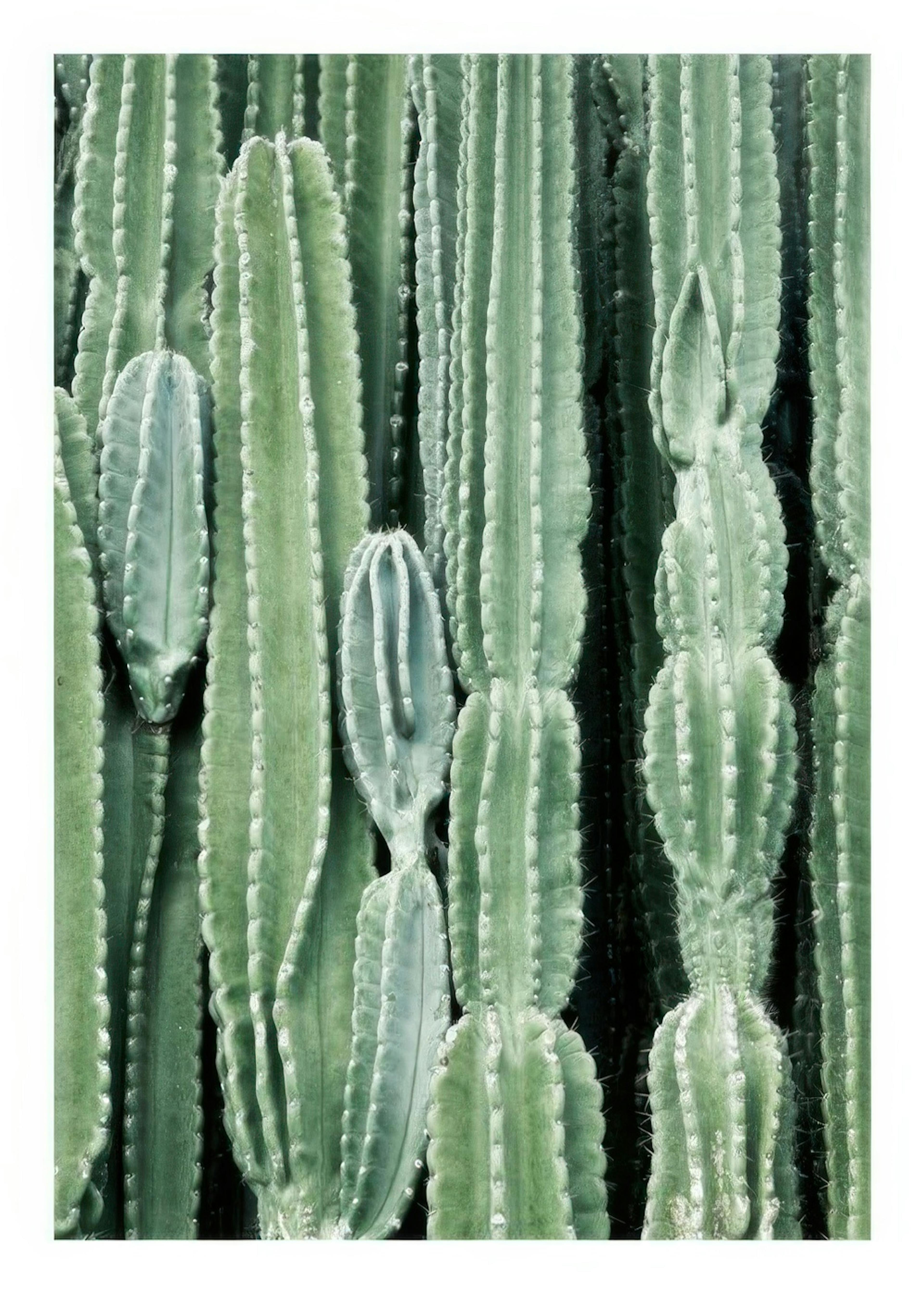 Cactus, Juliste 0