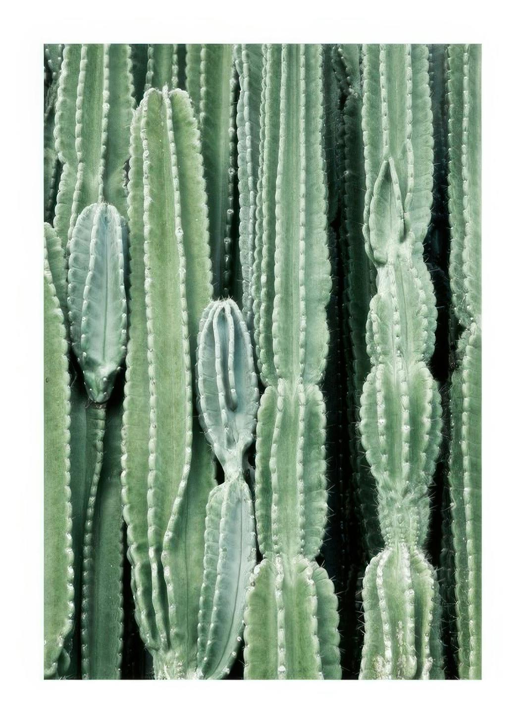 Prints - Cactus, Prints (50x70 cm) - Photography prints