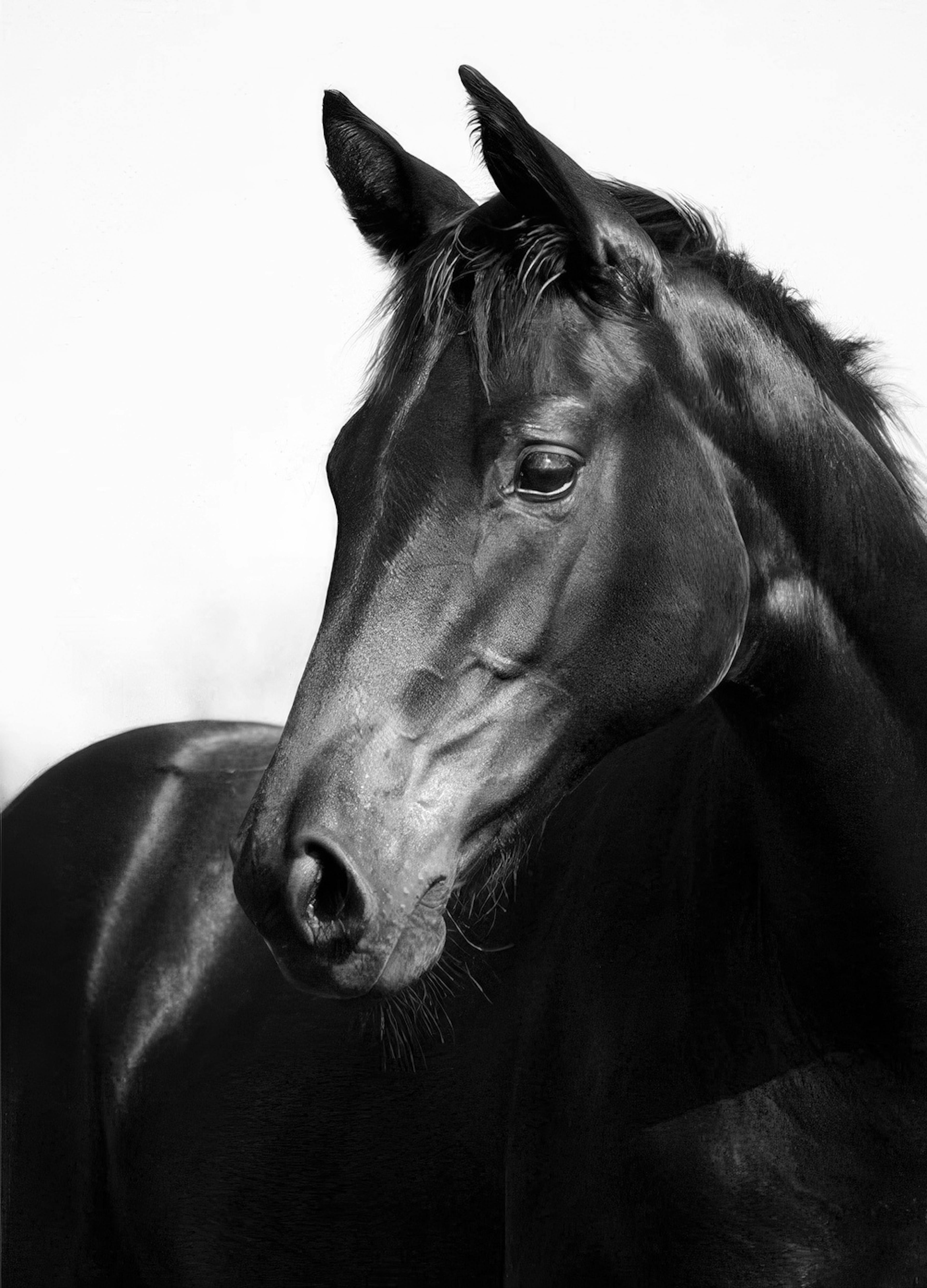 Black Stallion Poster 0