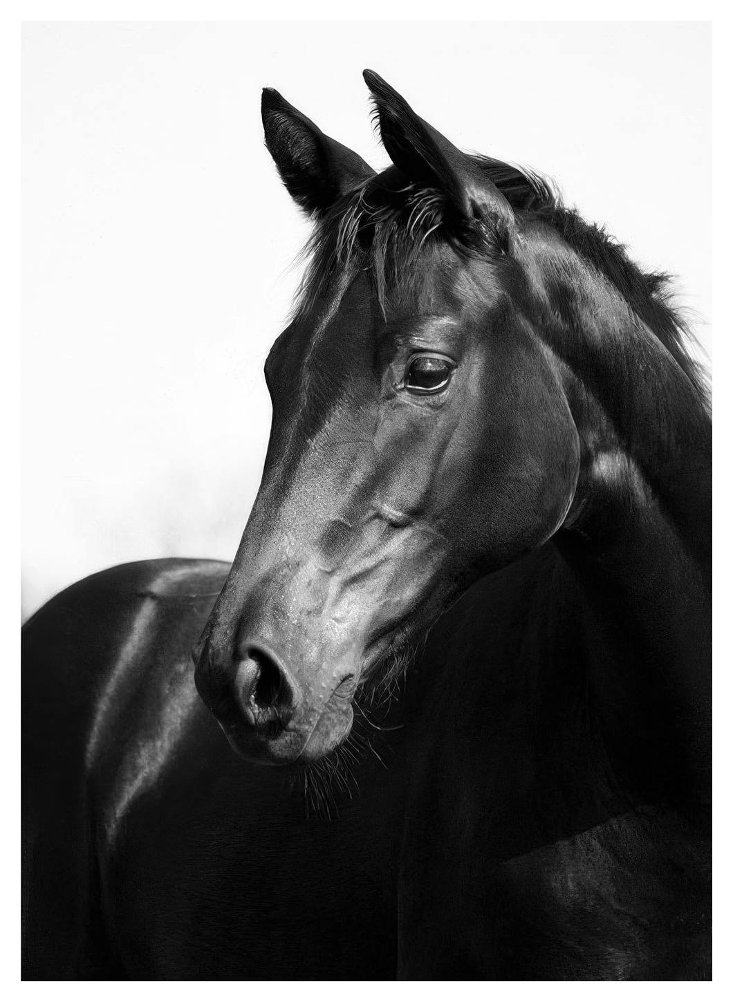 Black Stallion, Affiche (50x70 cm) - Photographies