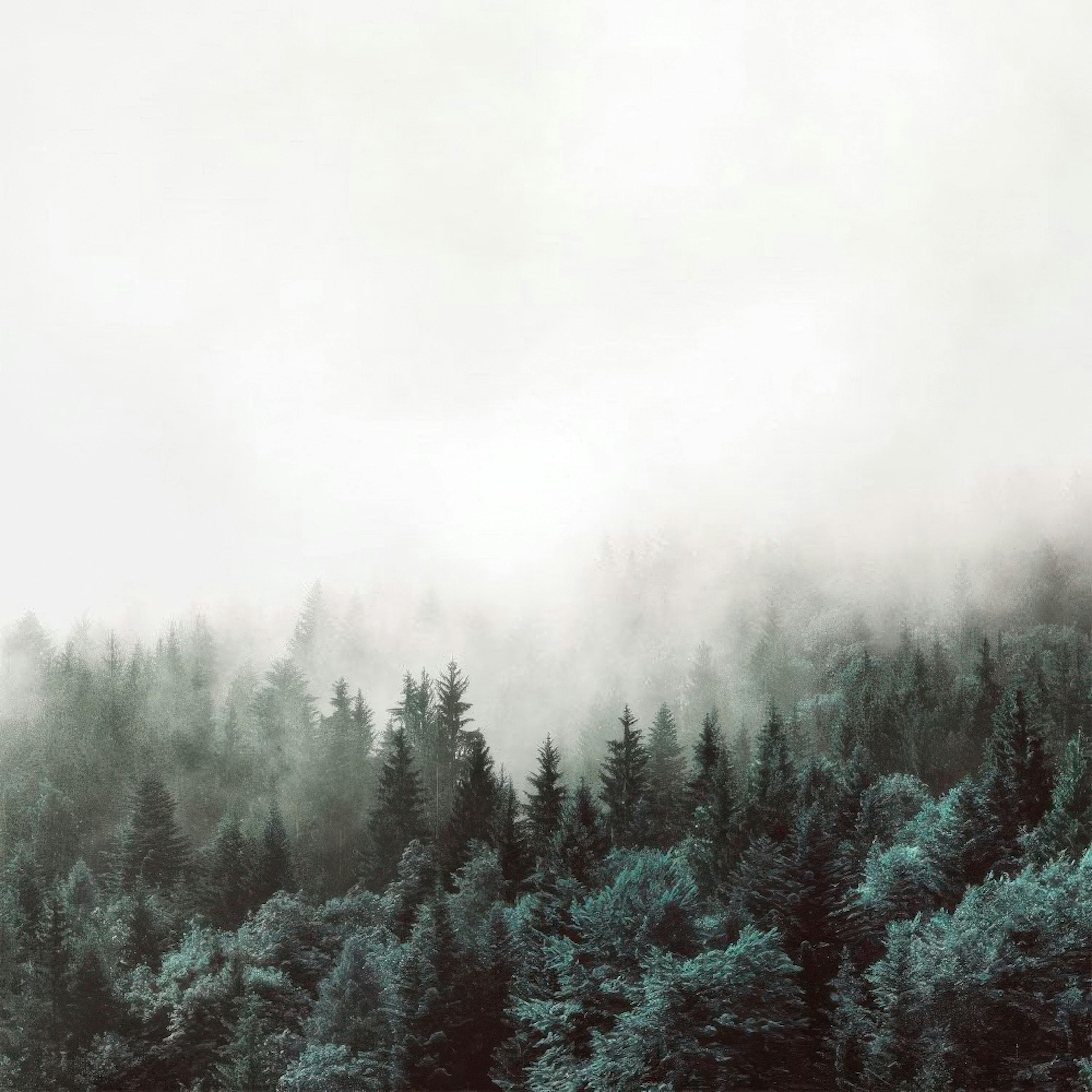 Tree Tops, Affiches 0