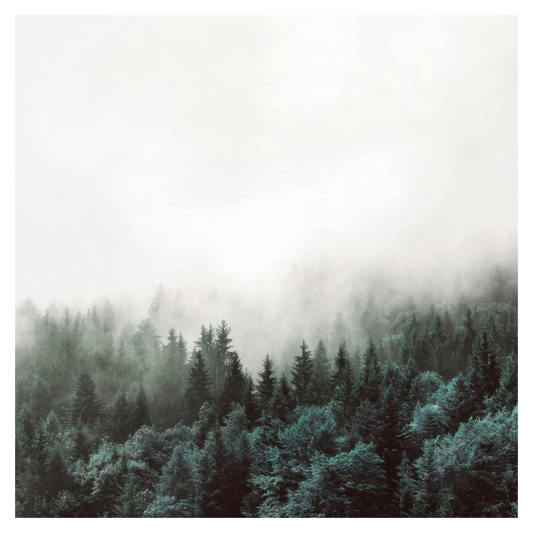 Tree Tops, Affiches (50x50 cm) - Affiches nature