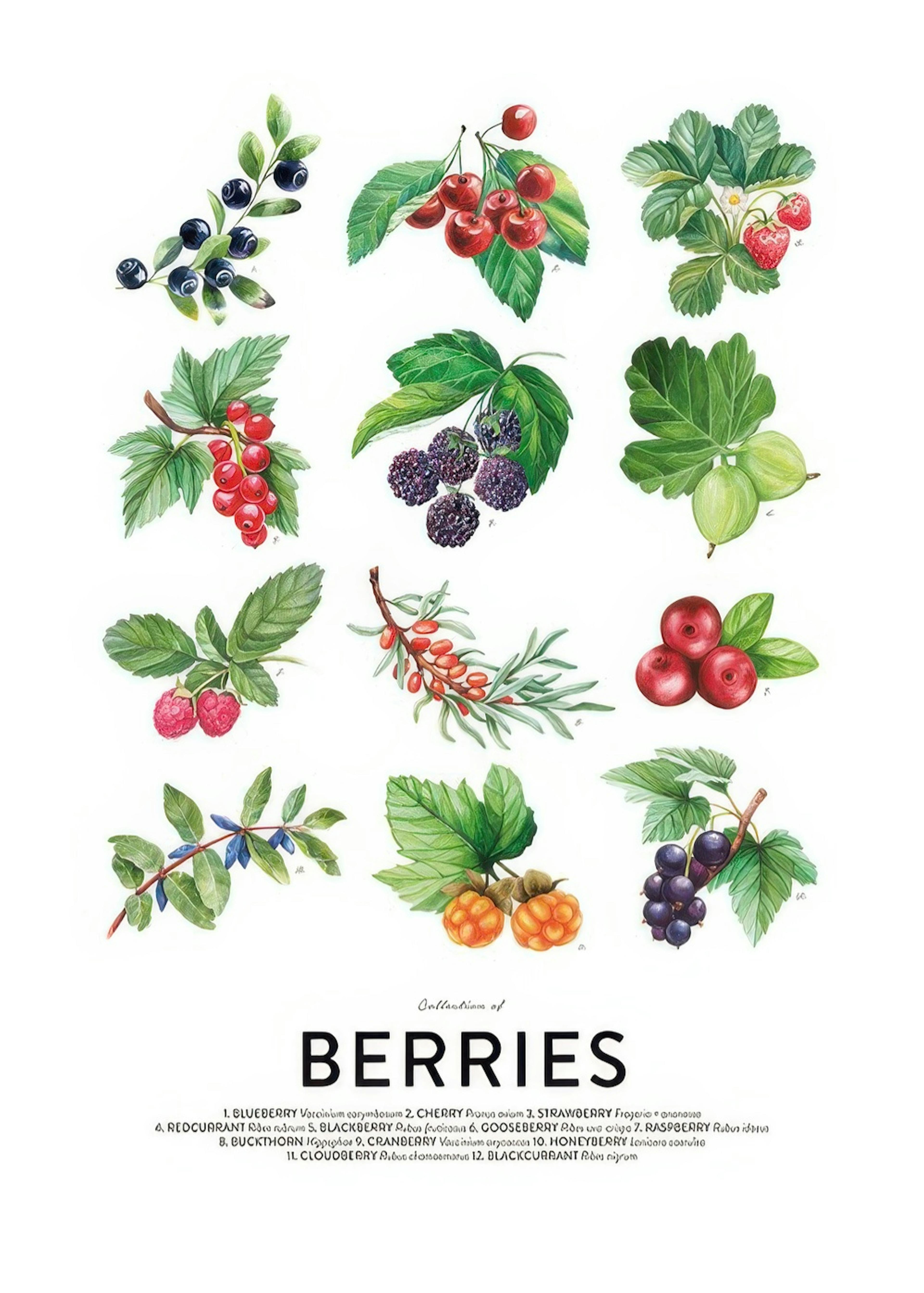Berries, 포스터s 0