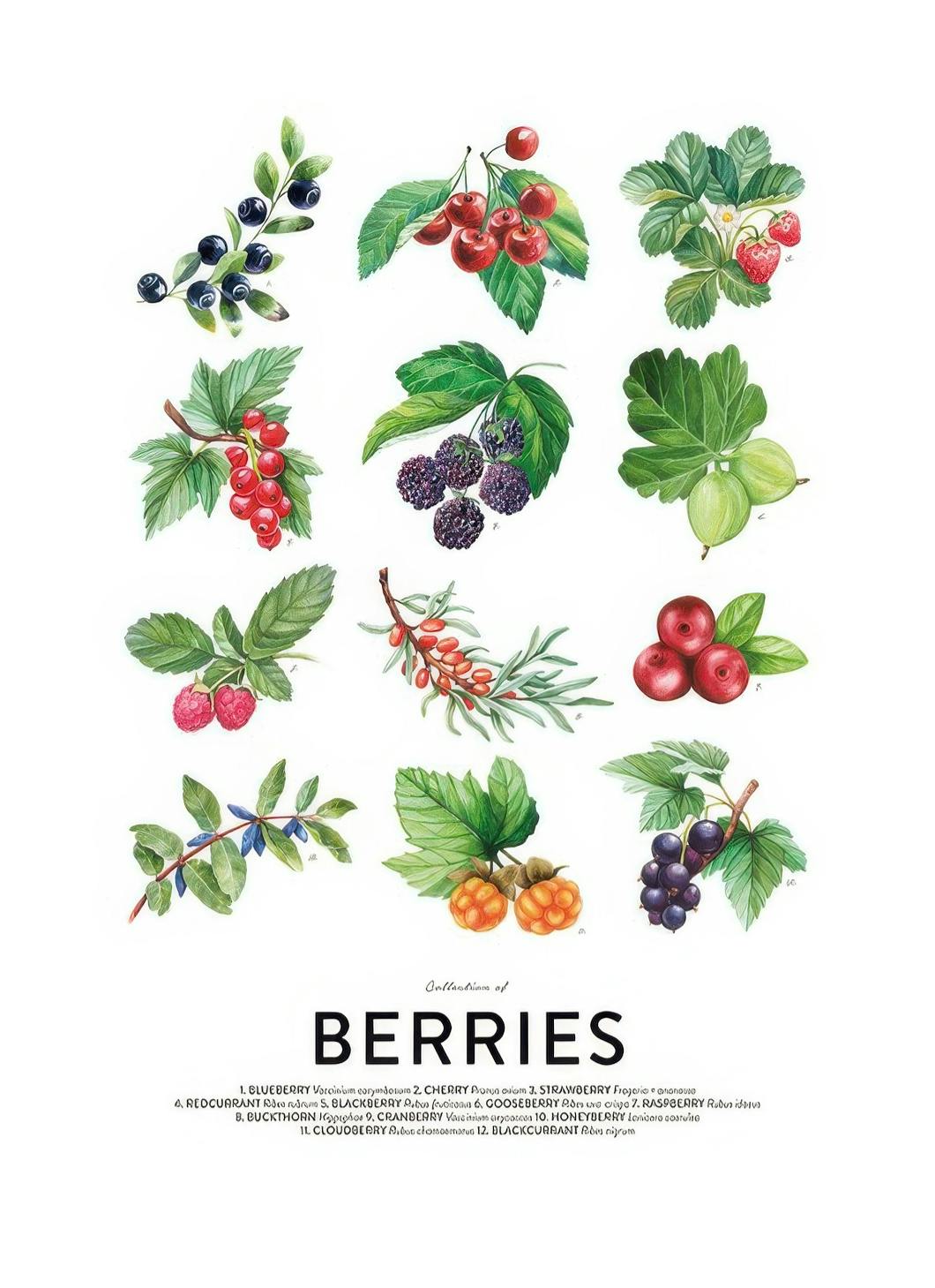 Berries Poster (30x40 cm)