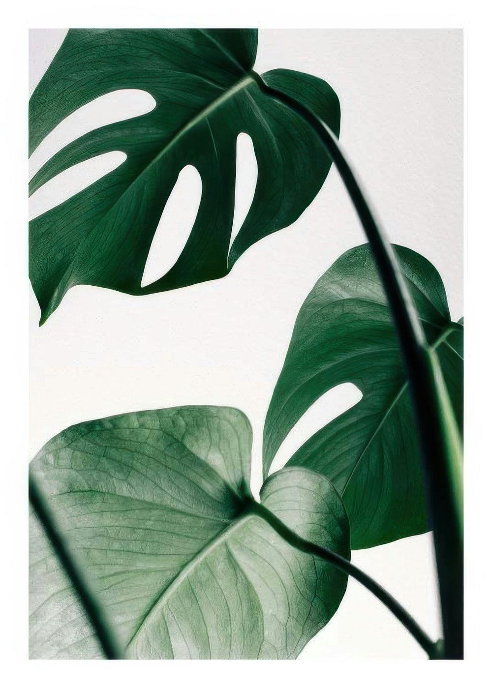 Monstera Three Print 0