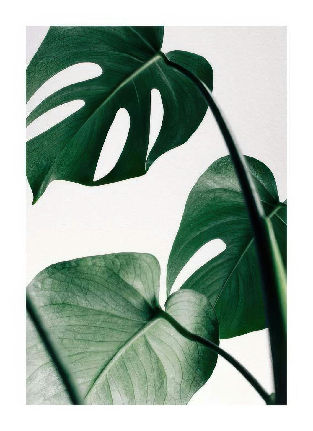 Prints - Monstera Three Print (21x30 cm) - Photography prints