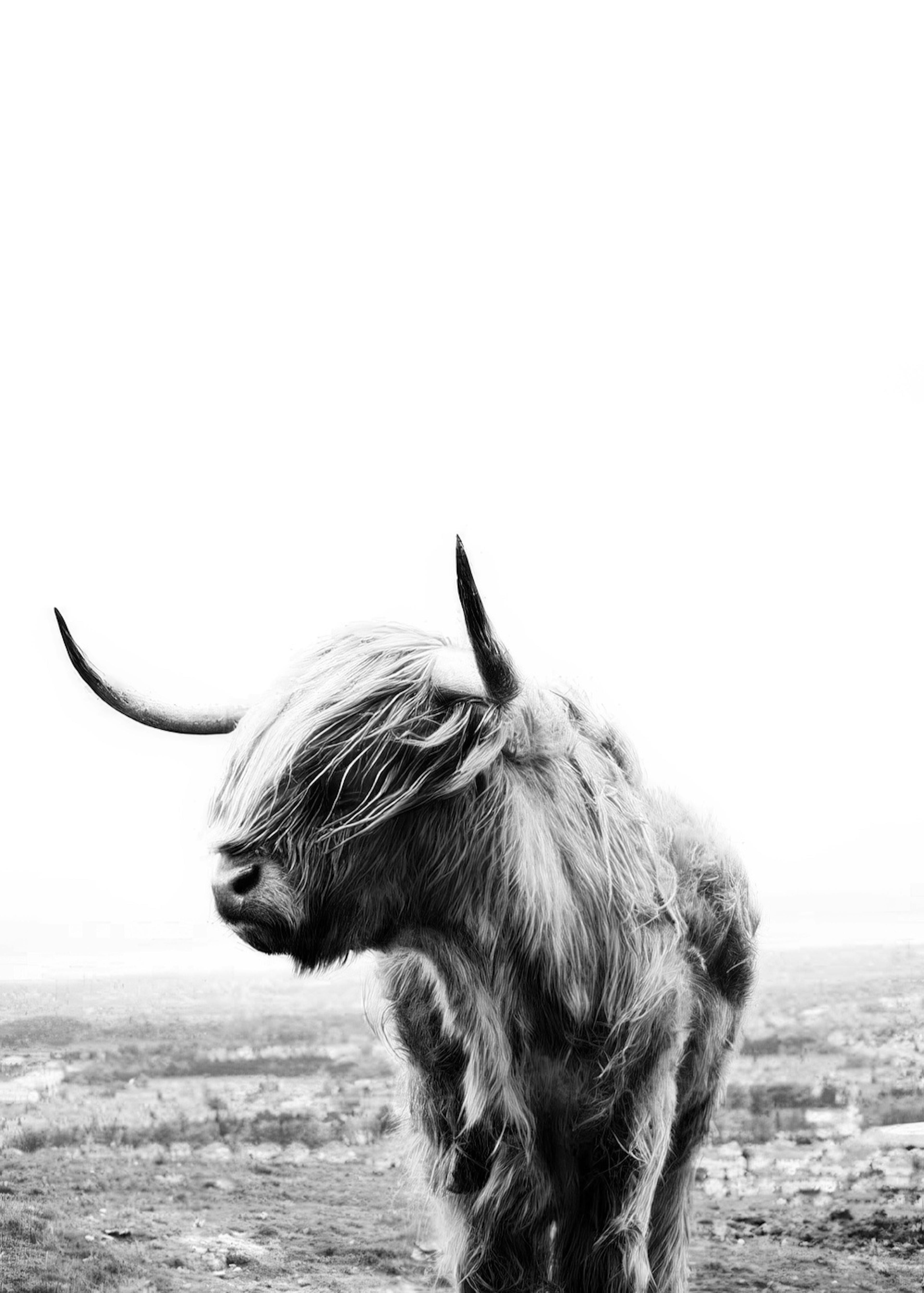Highland Cow Poster 0