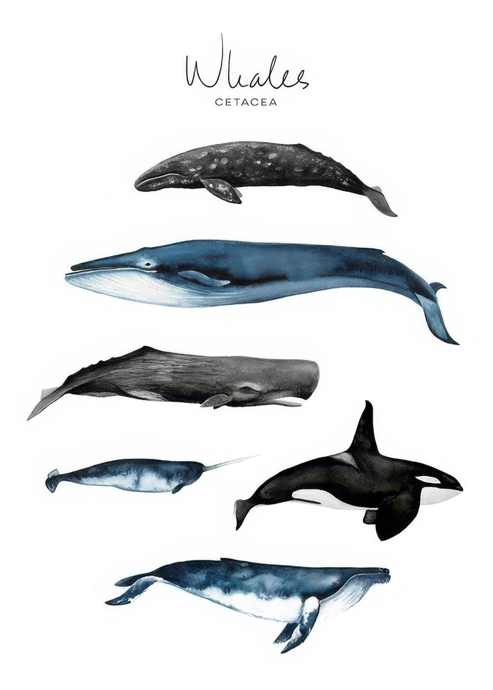 Whales Poster 0