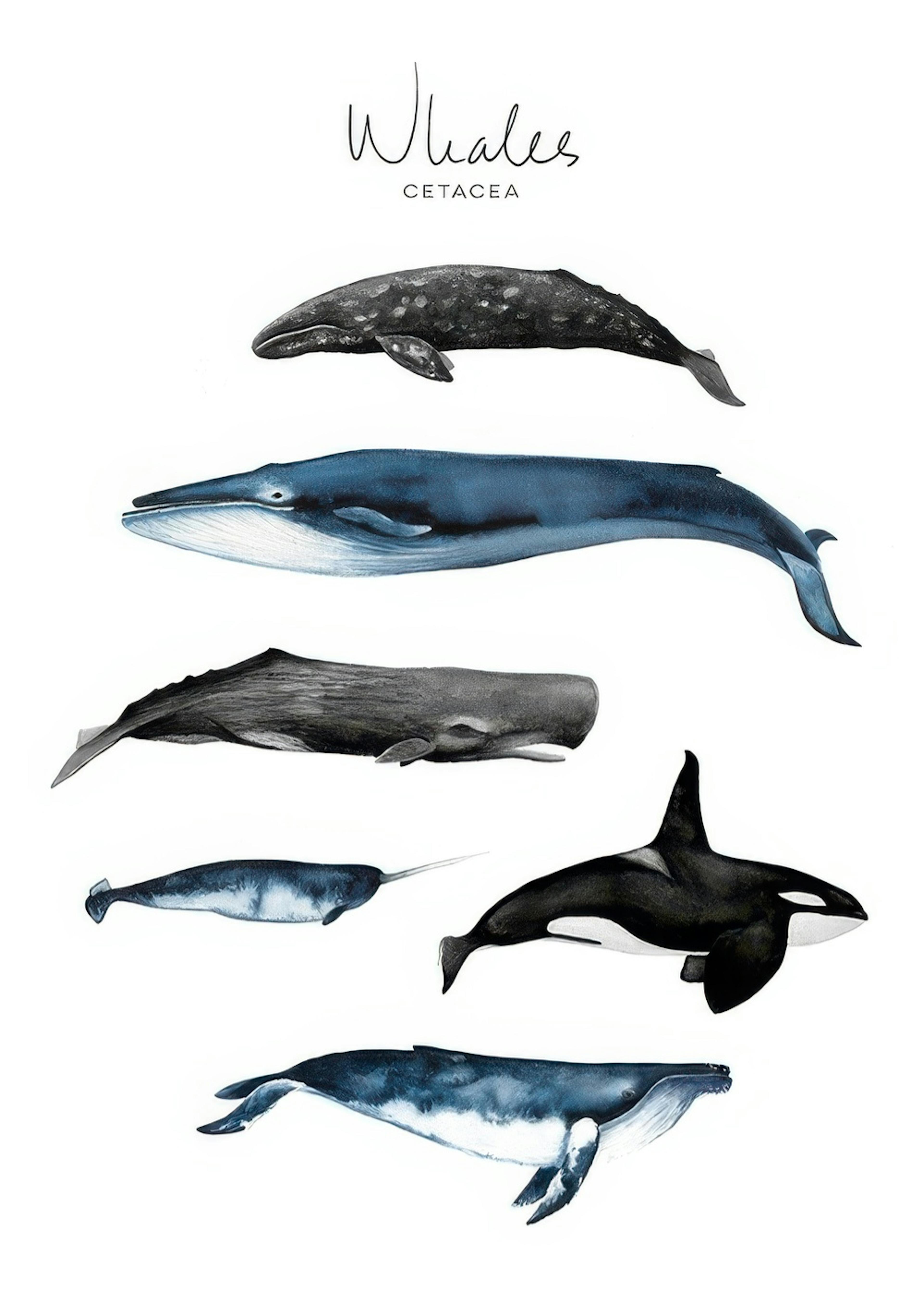 Whales Poster 0