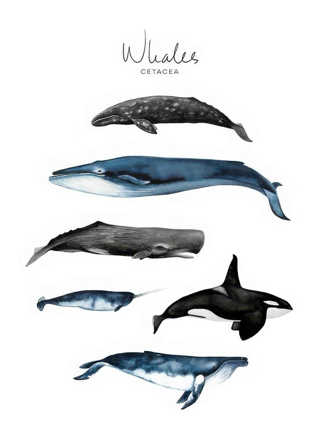 Whales Poster (50x70 cm) - Kinderposters