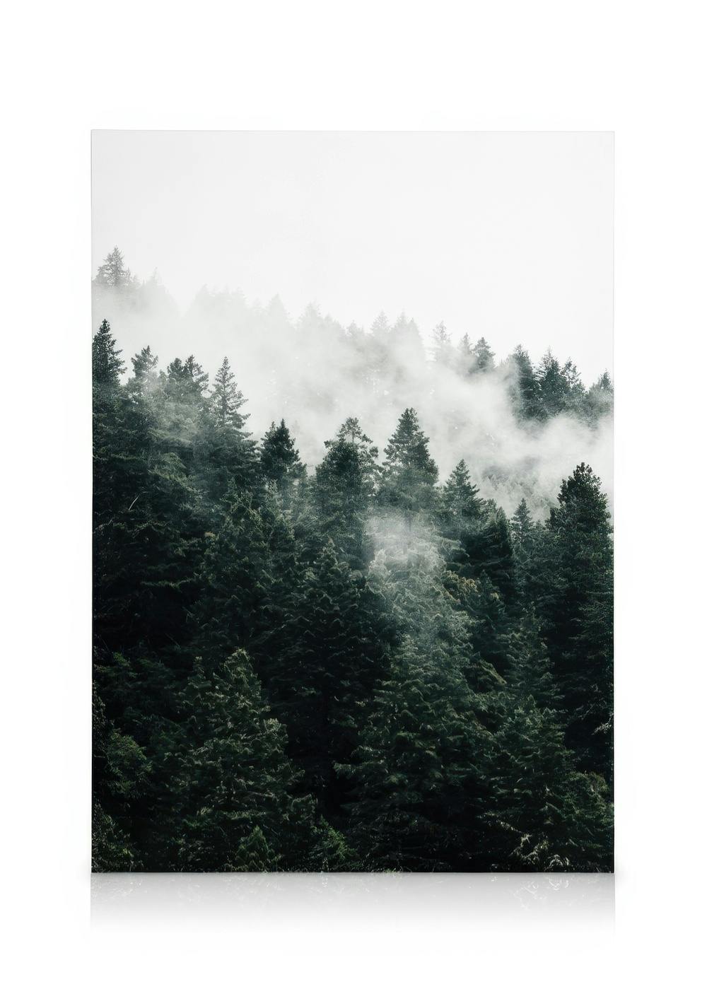 Obrazy na płótnie Pine Tree In The Fog Obraz na płótnie (50x70 cm - Ramka dębowa)