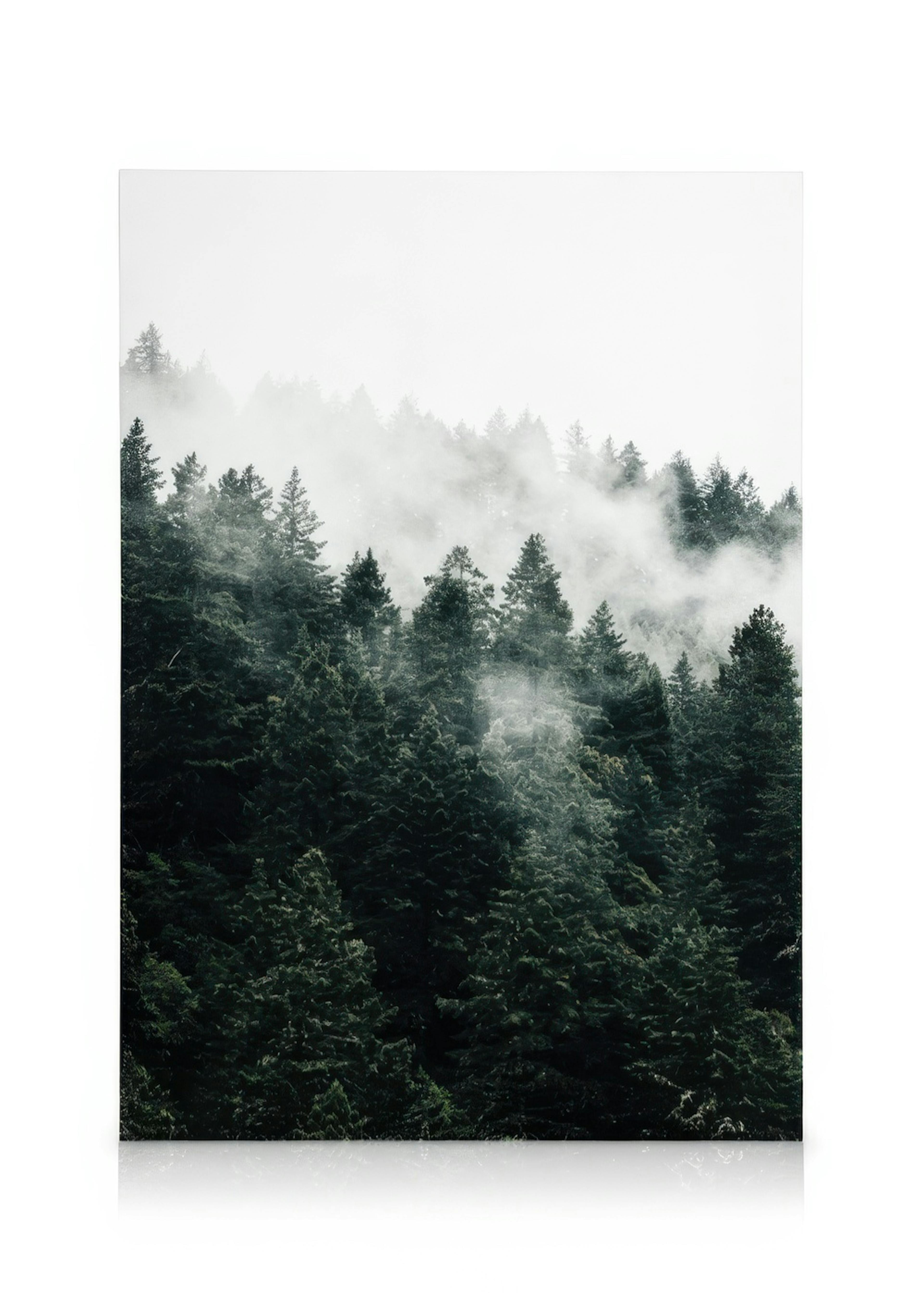 Pine Tree In The Fog Canvas 0