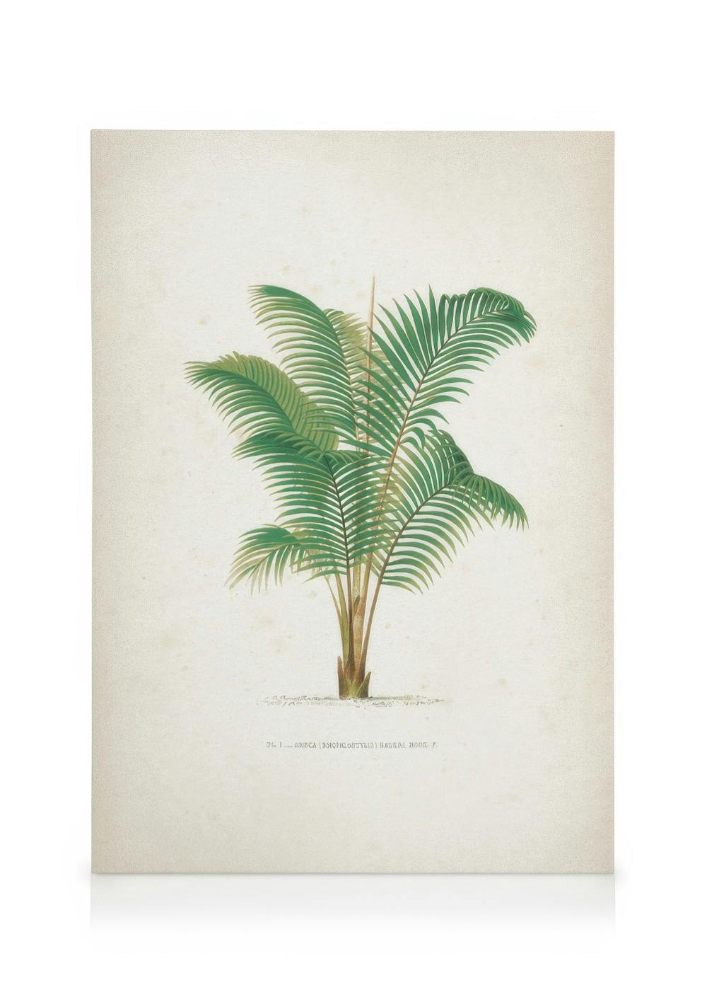 Vintage Print Collection No4 Canvas (50x70 cm)