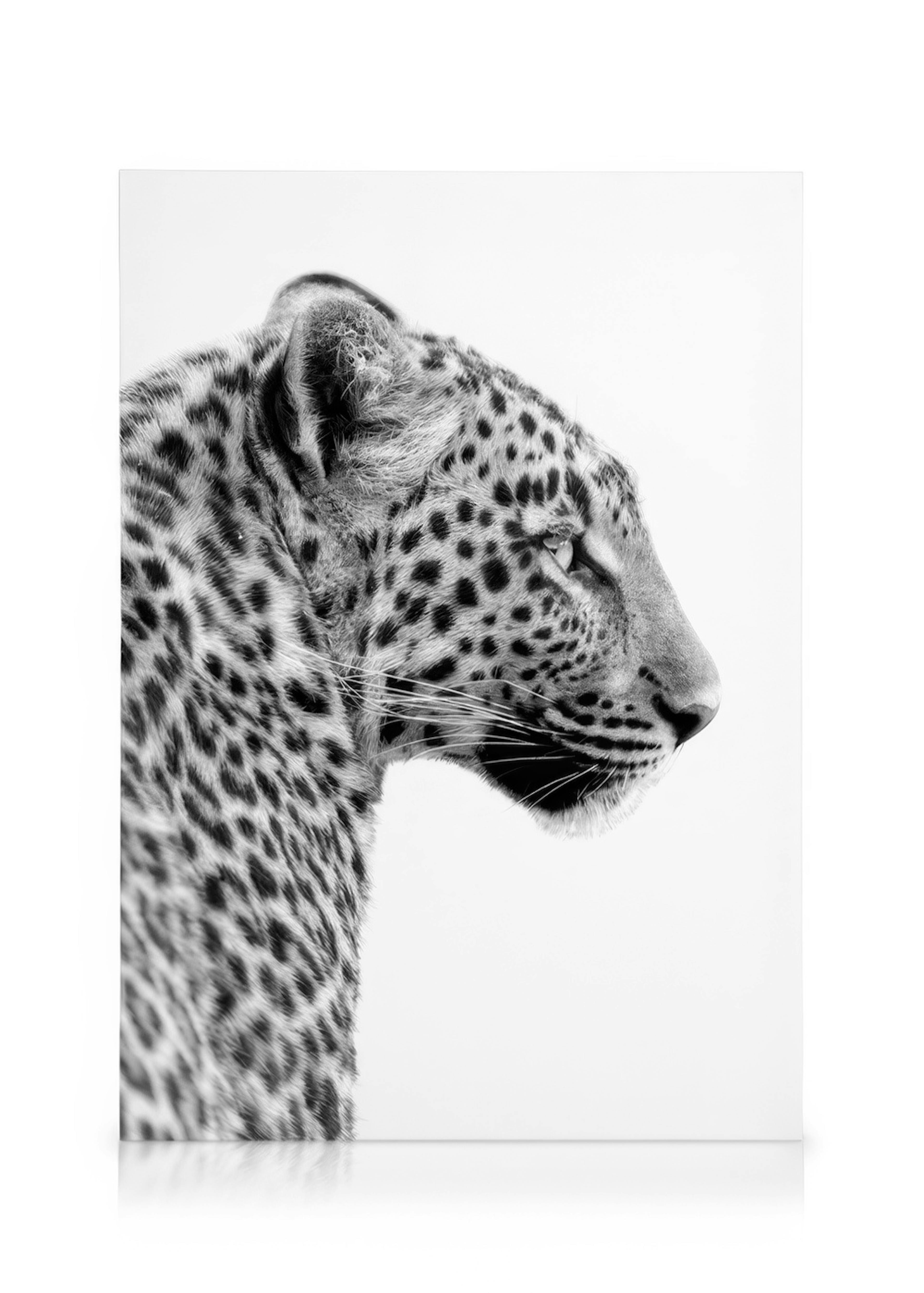 Leopard Profile Kanvaasi 0