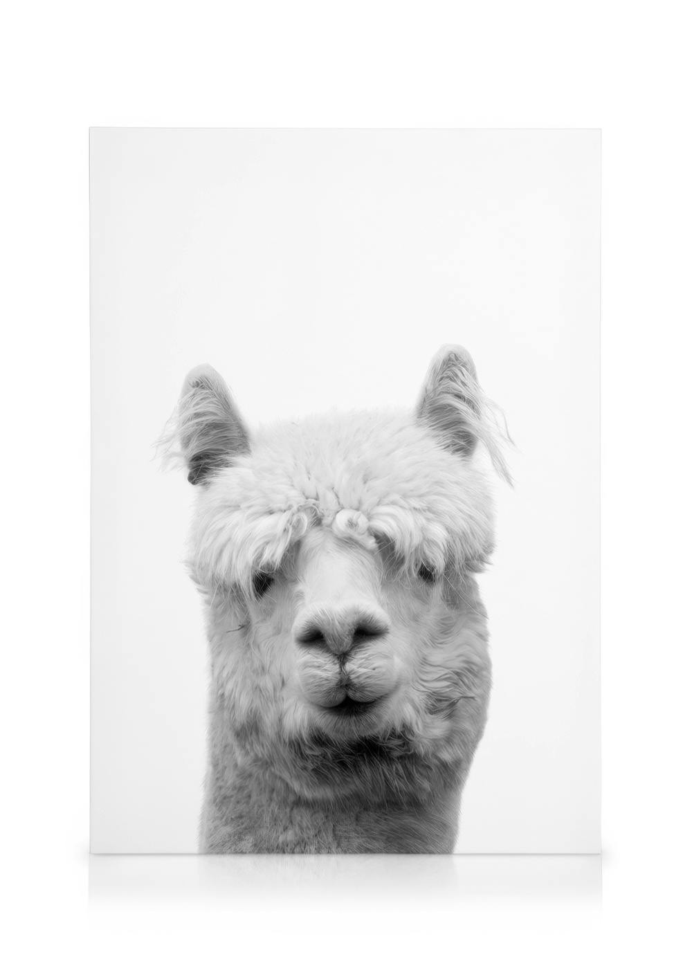 Lama B&W Tableau sur toile (50x70 cm)  Animaux sauvages