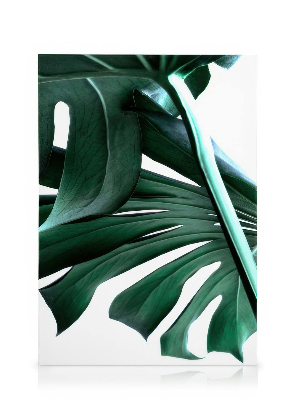Canvas Prints Big Monstera No.2 Canvas print (30x40 cm)
