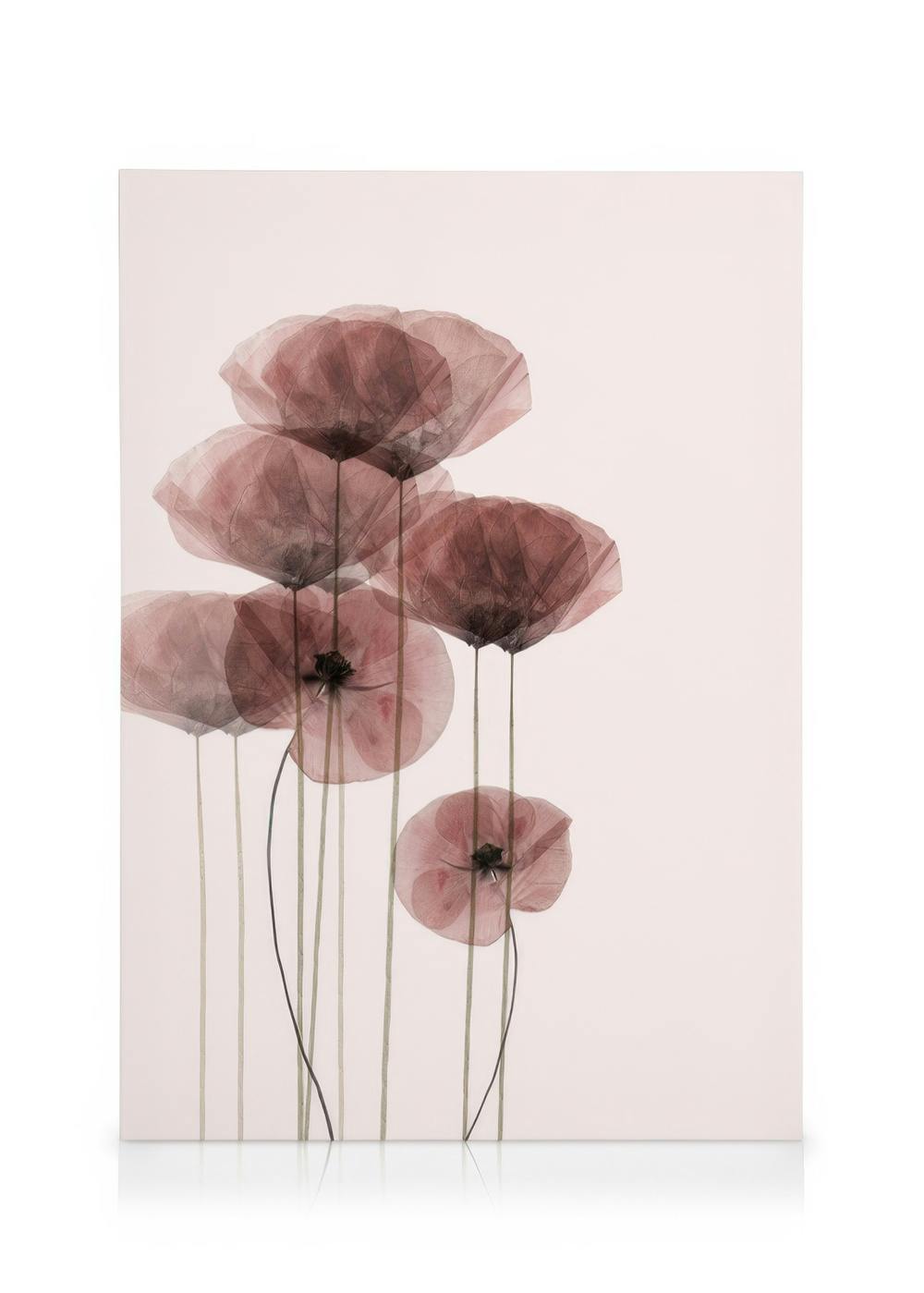Stampa su tela con sette papaveri rosa trasparenti e marroni su steli verdi sottili, sfondo bianco.