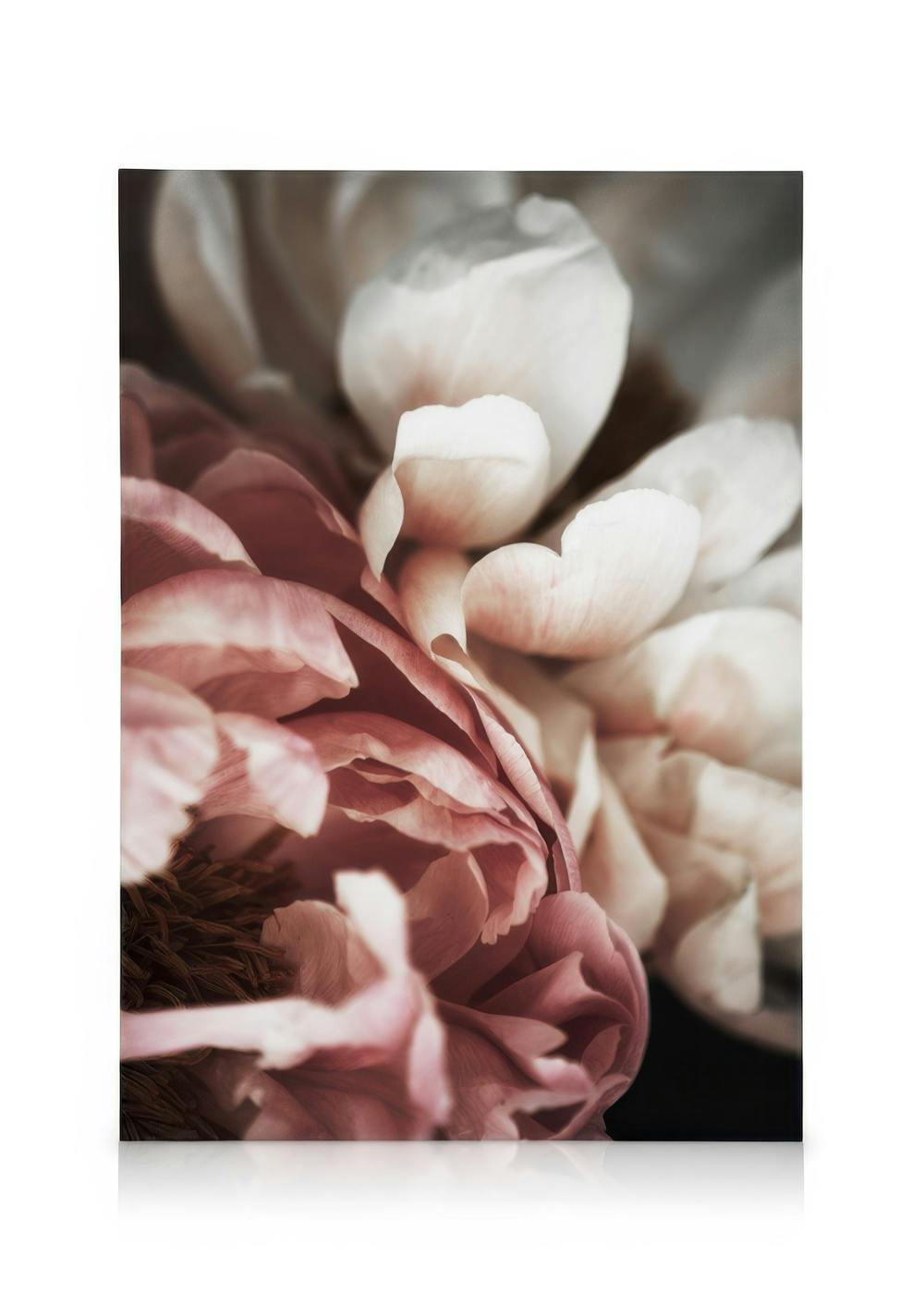 Toile avec gros plan de pétales de pivoine rose et blanche sur fond flou