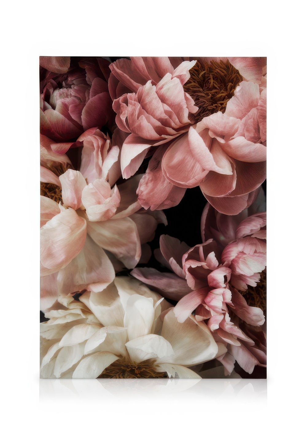 Papier peint photo dahlias shabby chic rose - Bloomery Decor