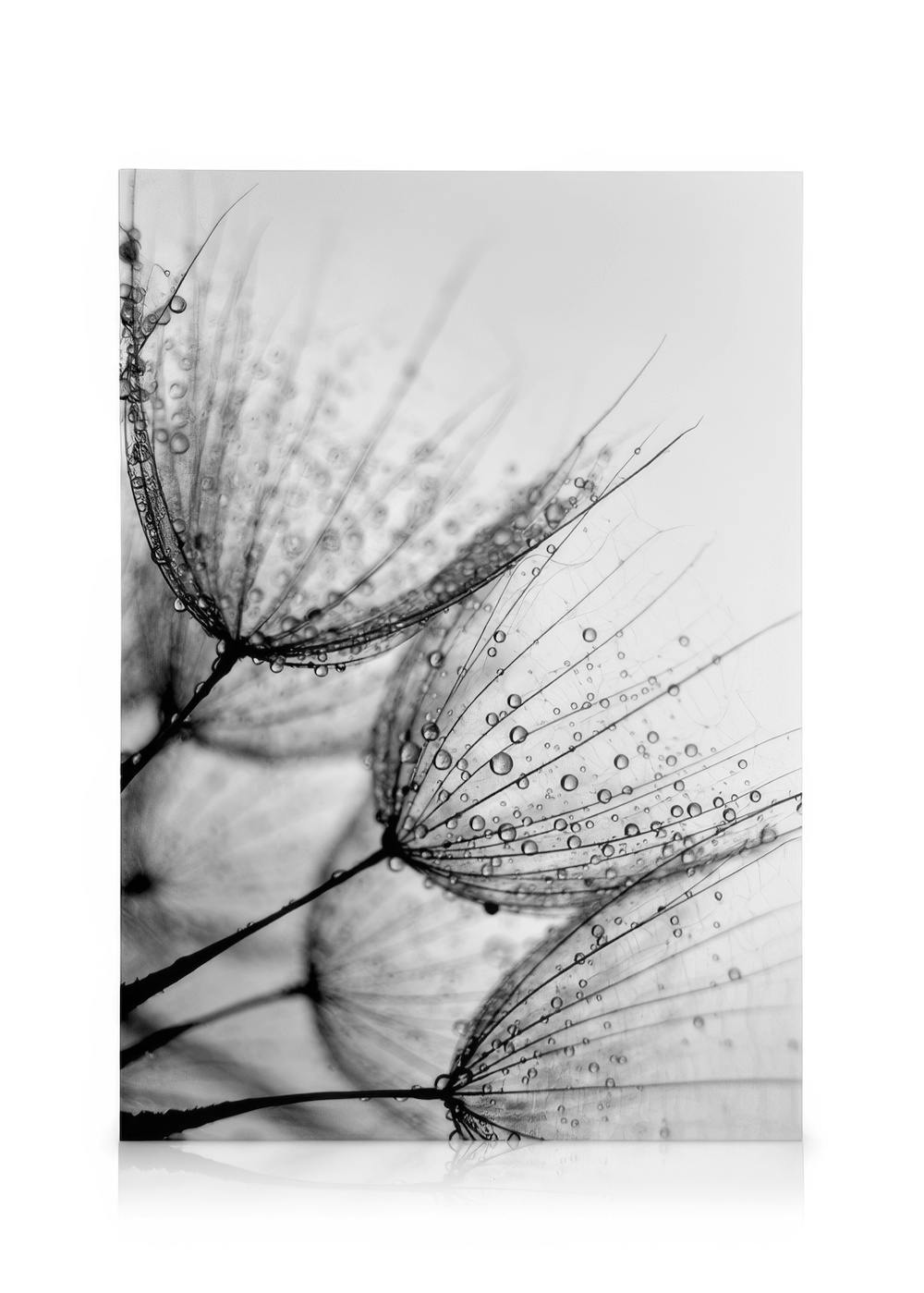 Toile noire et blanche représentant des pissenlits avec des gouttes deau, effet de typographie délicate