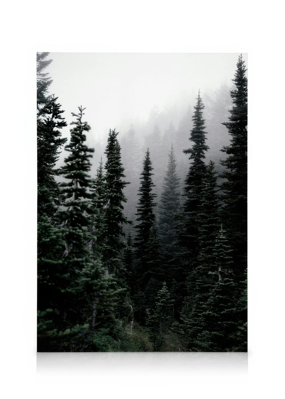 Obrazy na płótnie Foggy Woods Obraz na płótnie (50x70 cm - Czarna ramka)
