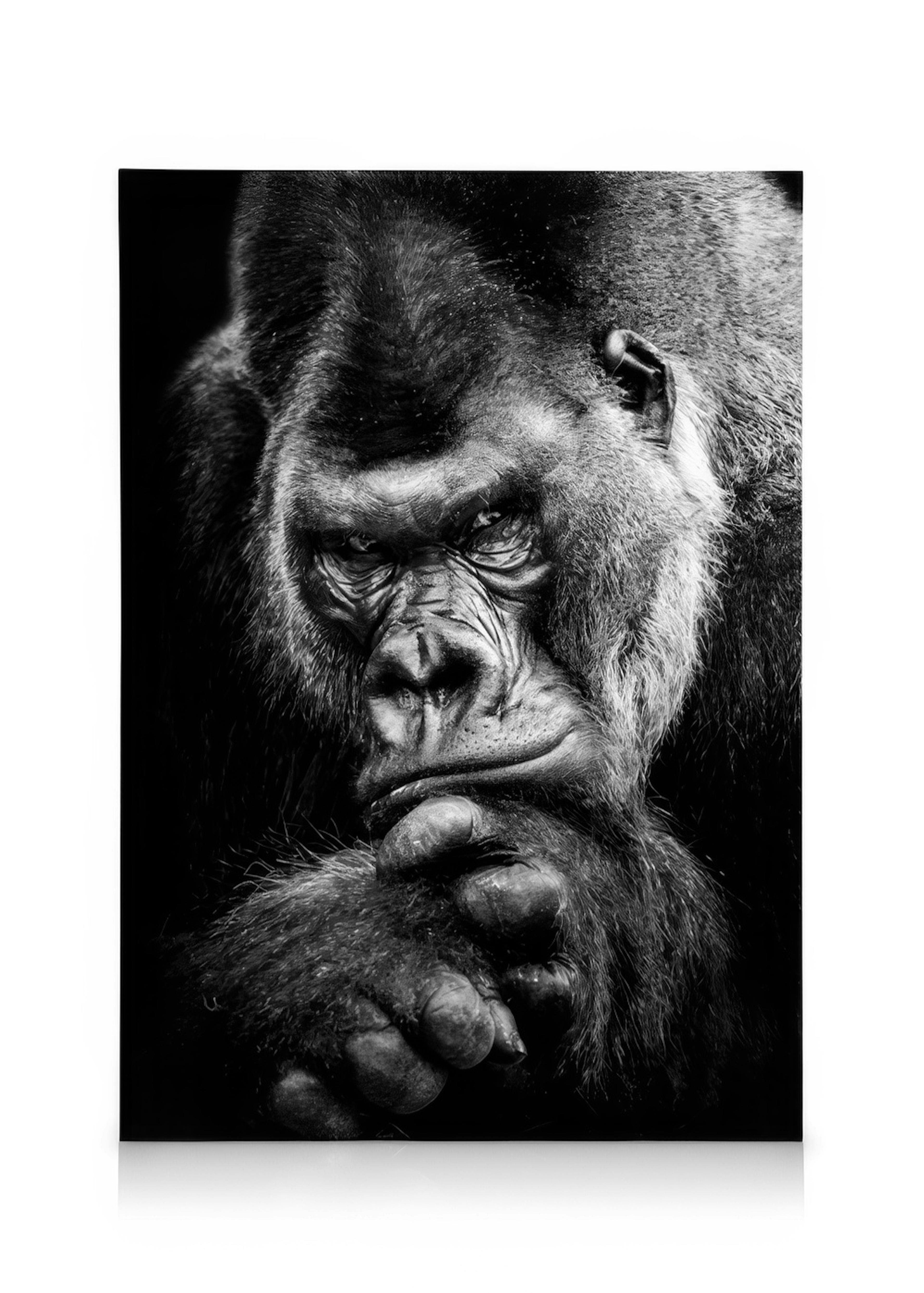Gorilla Lienzo 0