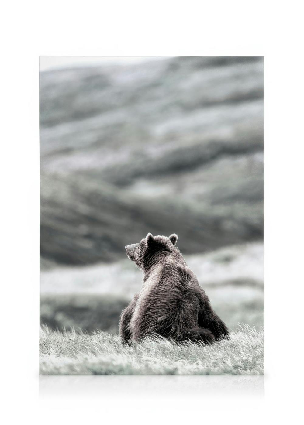 Braunbär im Gras, von hinten auf Leinwand gedruckt, Naturtierfotografie.