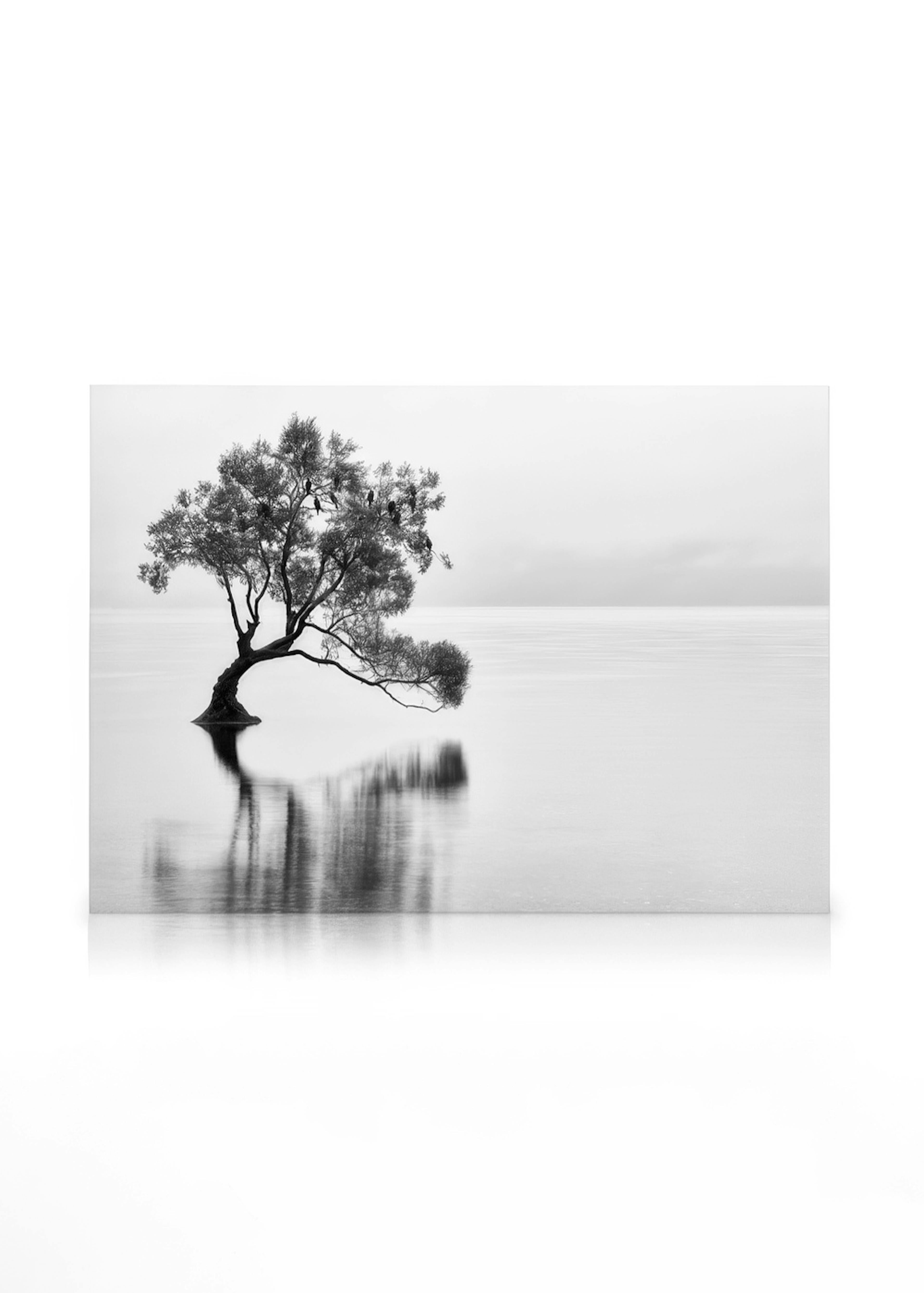 Lonely Wanaka Tree Lienzo 0