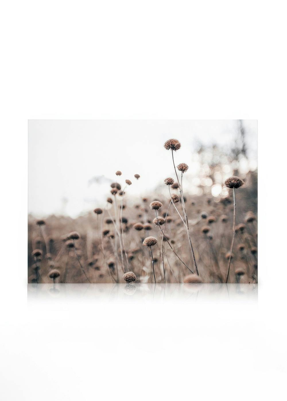 Telas decorativas Monochrome Flowers Quadro em tela (50x70 cm)