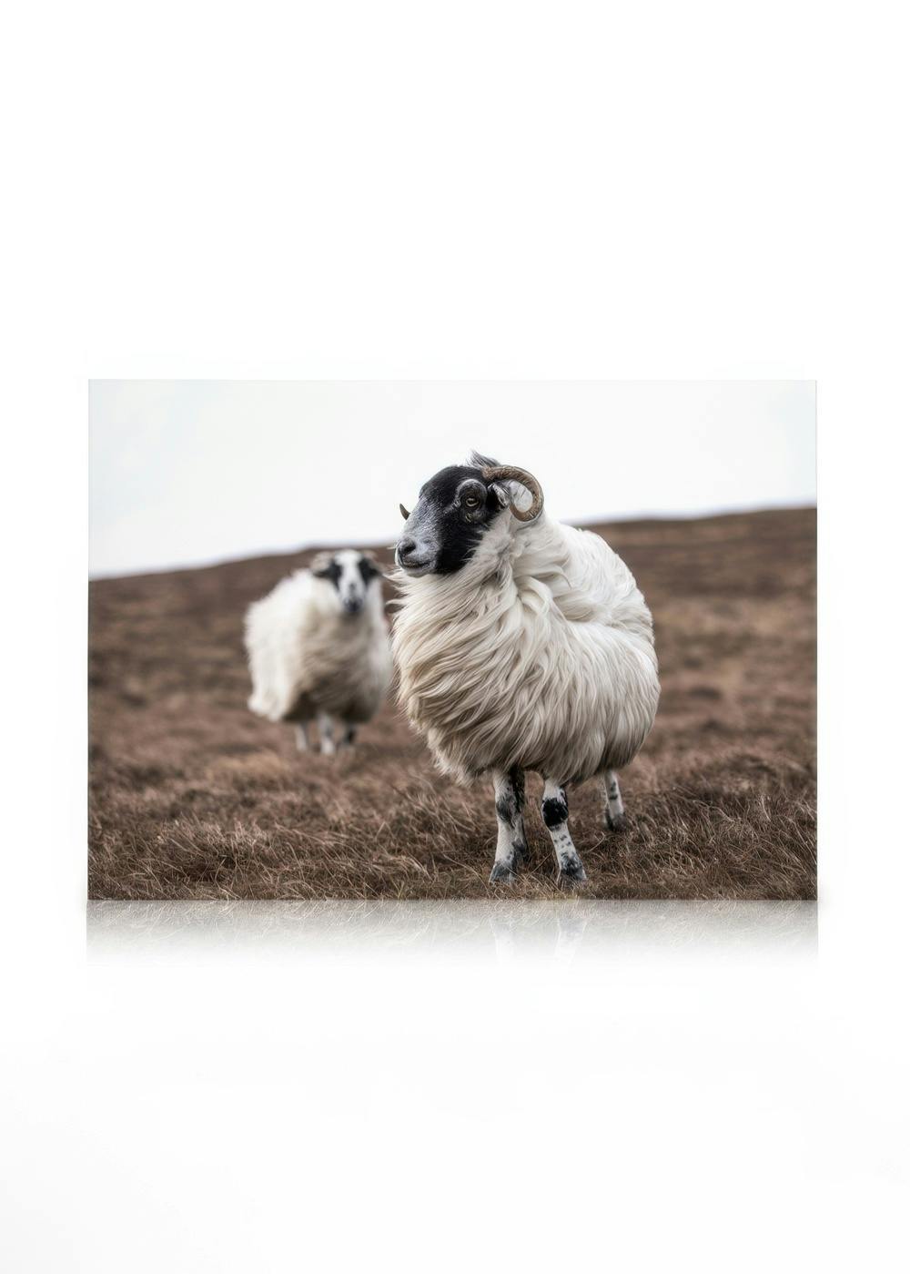 Canvas Schilderijen Sheep Canvas (30x40 cm - Fotolijst Zwart)