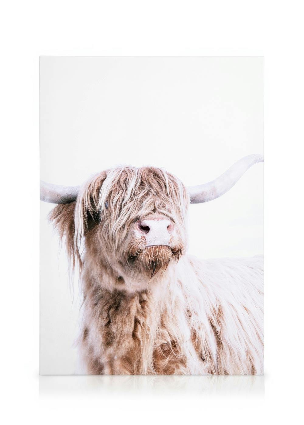 Close-up of a cream-colored Highland cattle with long shaggy fur, large horns, and a pink nose, against a white background.