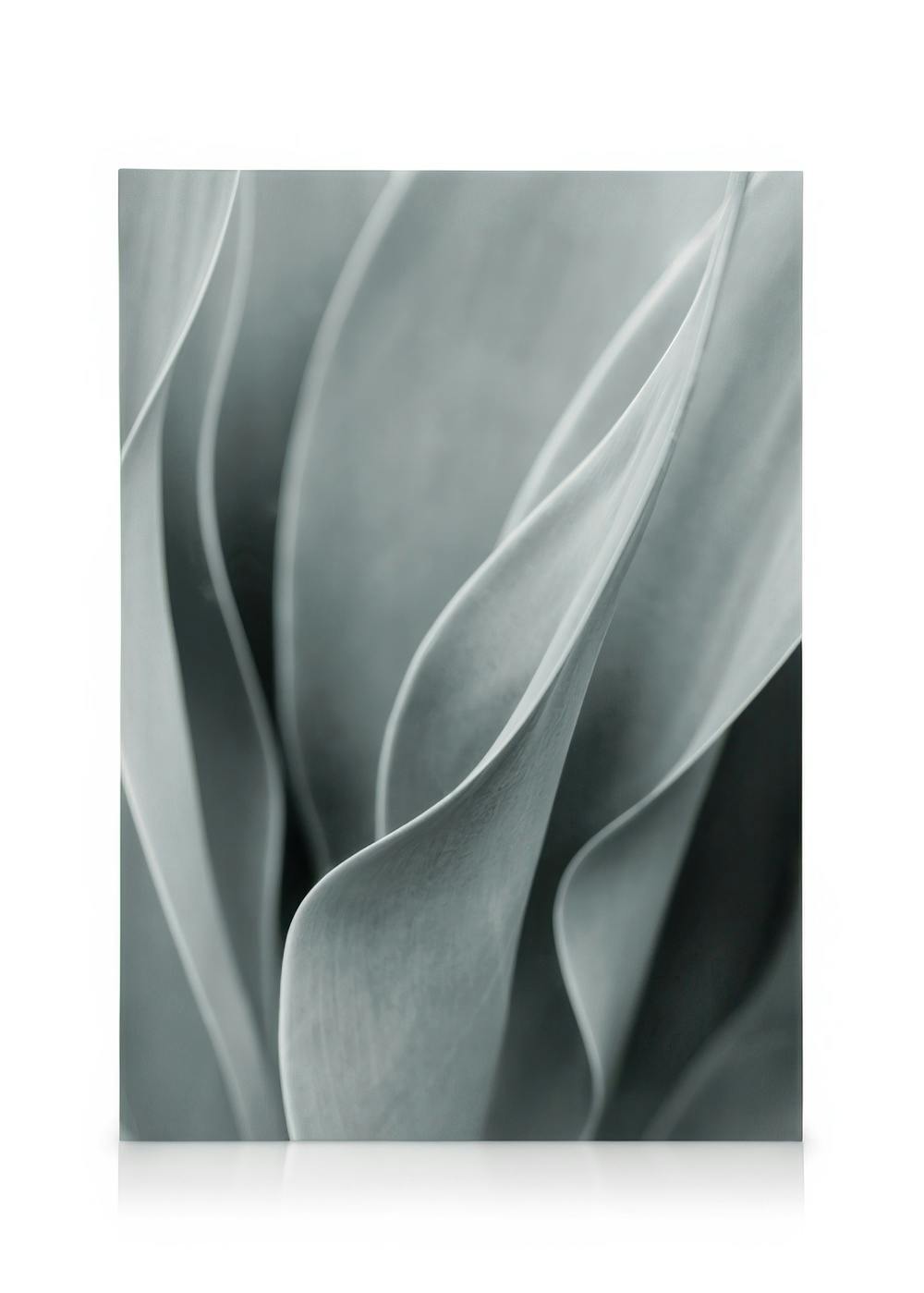 Agave Leaves No3 Stampa su Tela (30x40 cm)- Foto d'arte