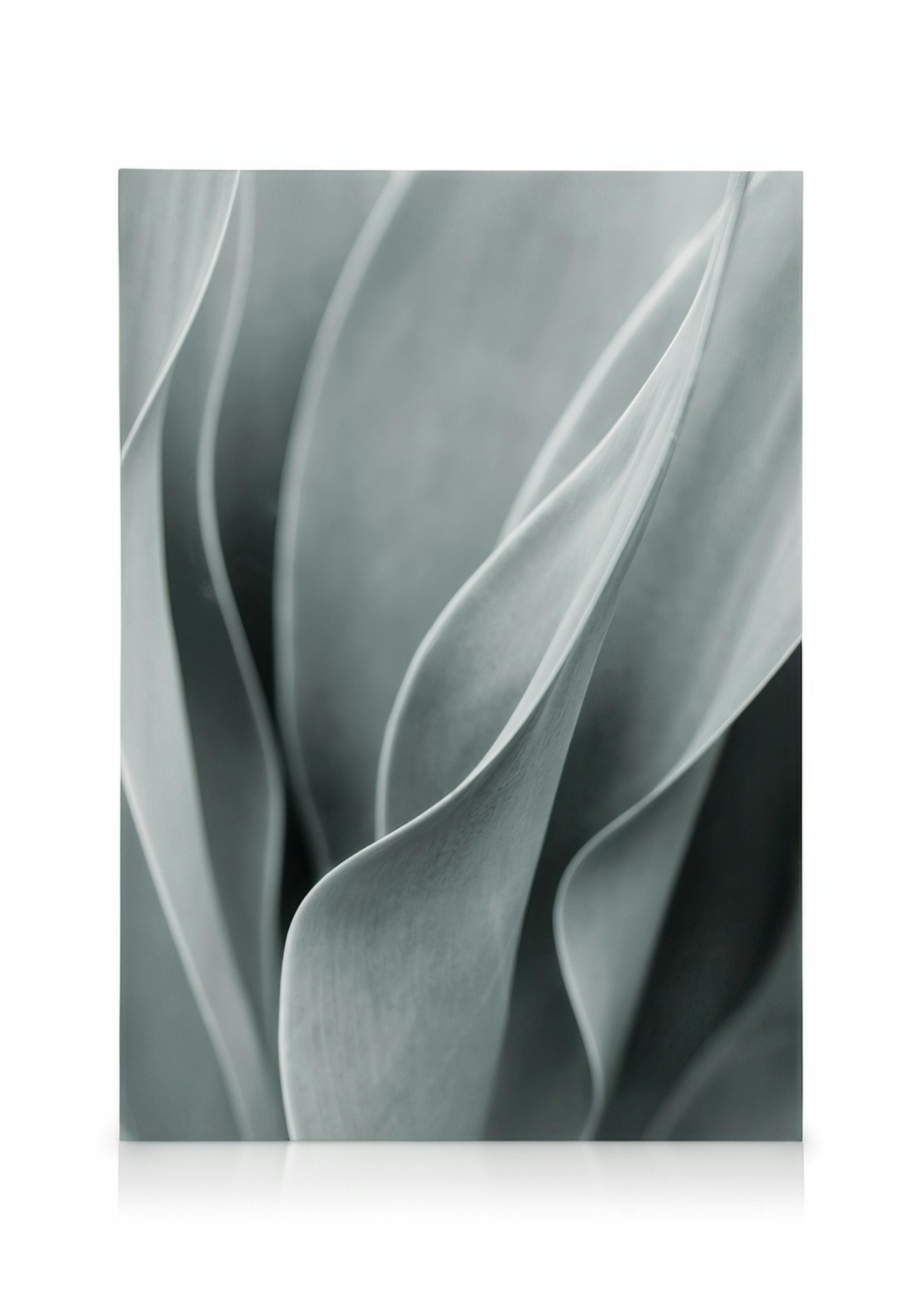 Agave leaves in soft grey-green hues, with elegant, undulating curves and natural textures on a canvas.