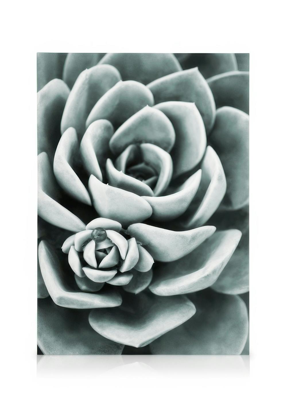 Canvas Prints Mint Green Succulent Canvas print (30x40 cm)