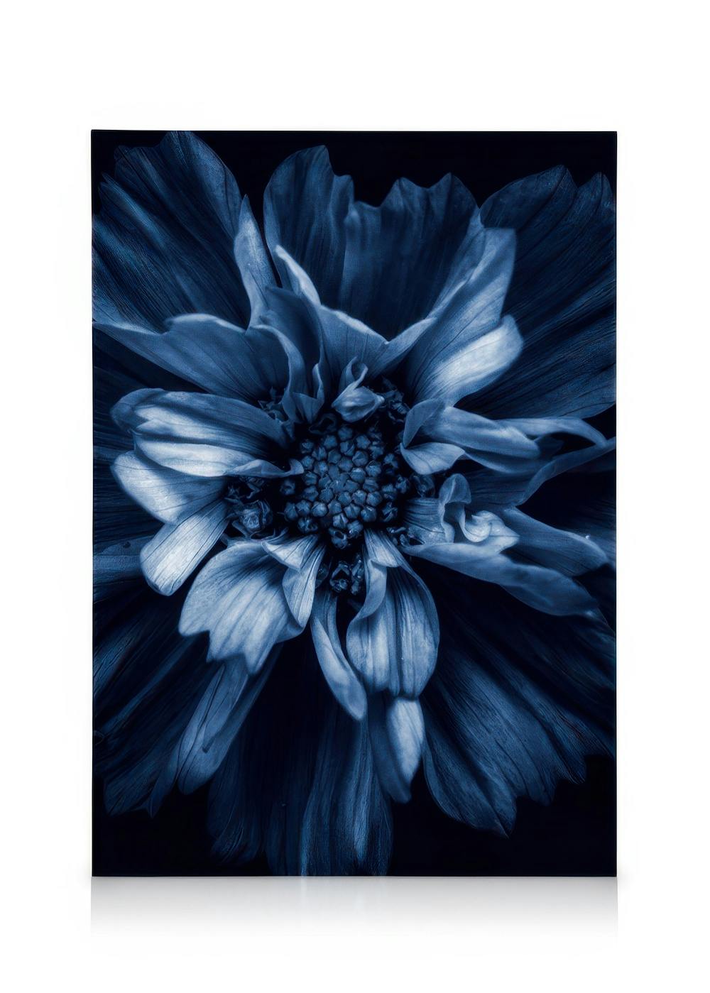 Blå anemone lærred prydet med en smuk, levende blomst med kronblade i levende nuancer af blå.