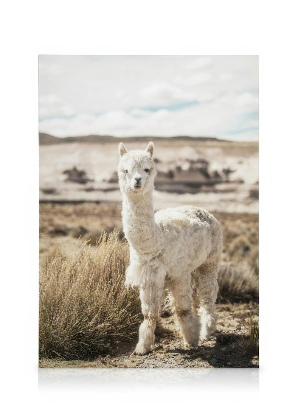 Obrazy na płótnie Curious Alpaca Obraz na płótnie (50x70 cm - Czarna ramka)
