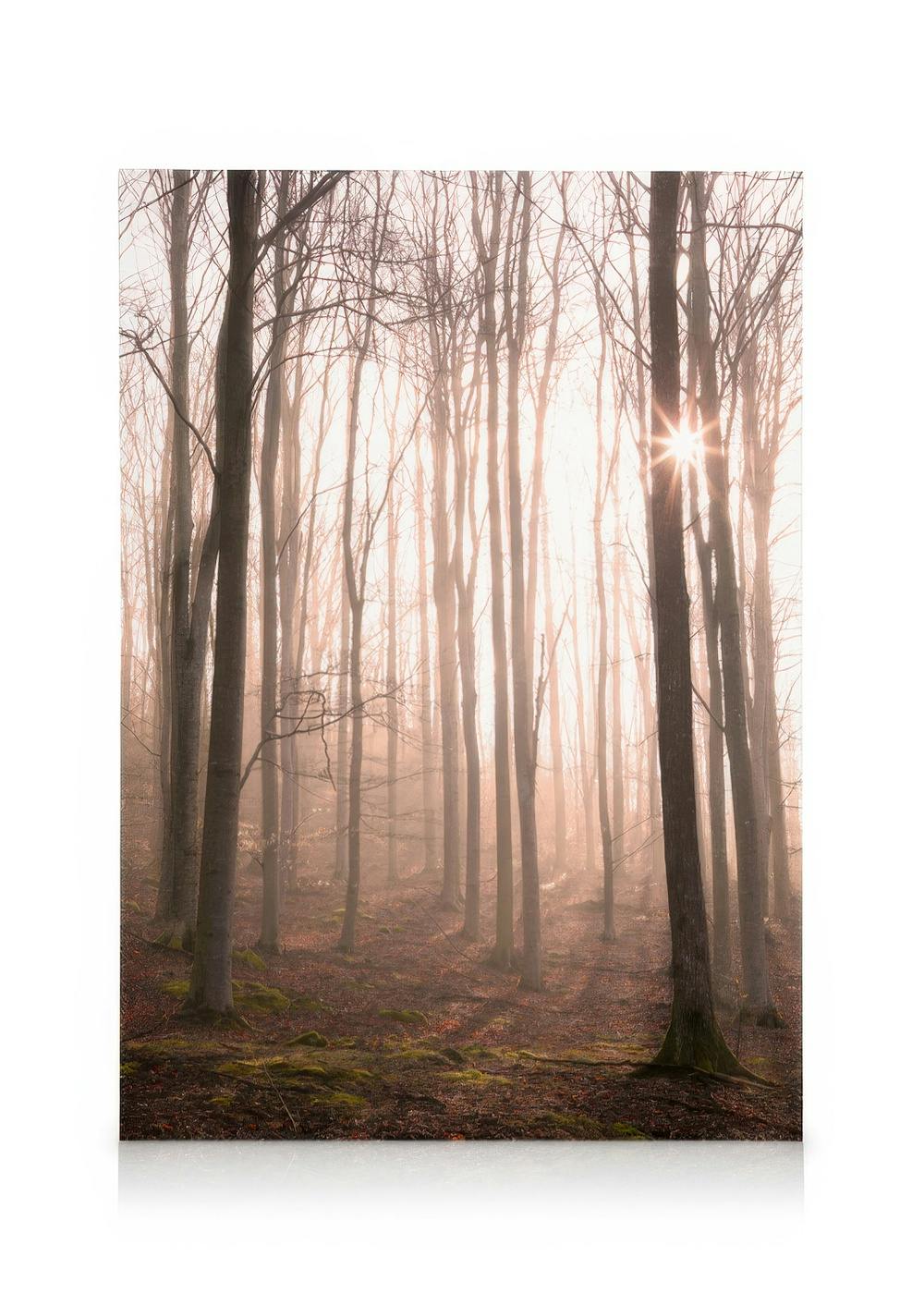 Forest in Fog Lerret (50x70 cm)