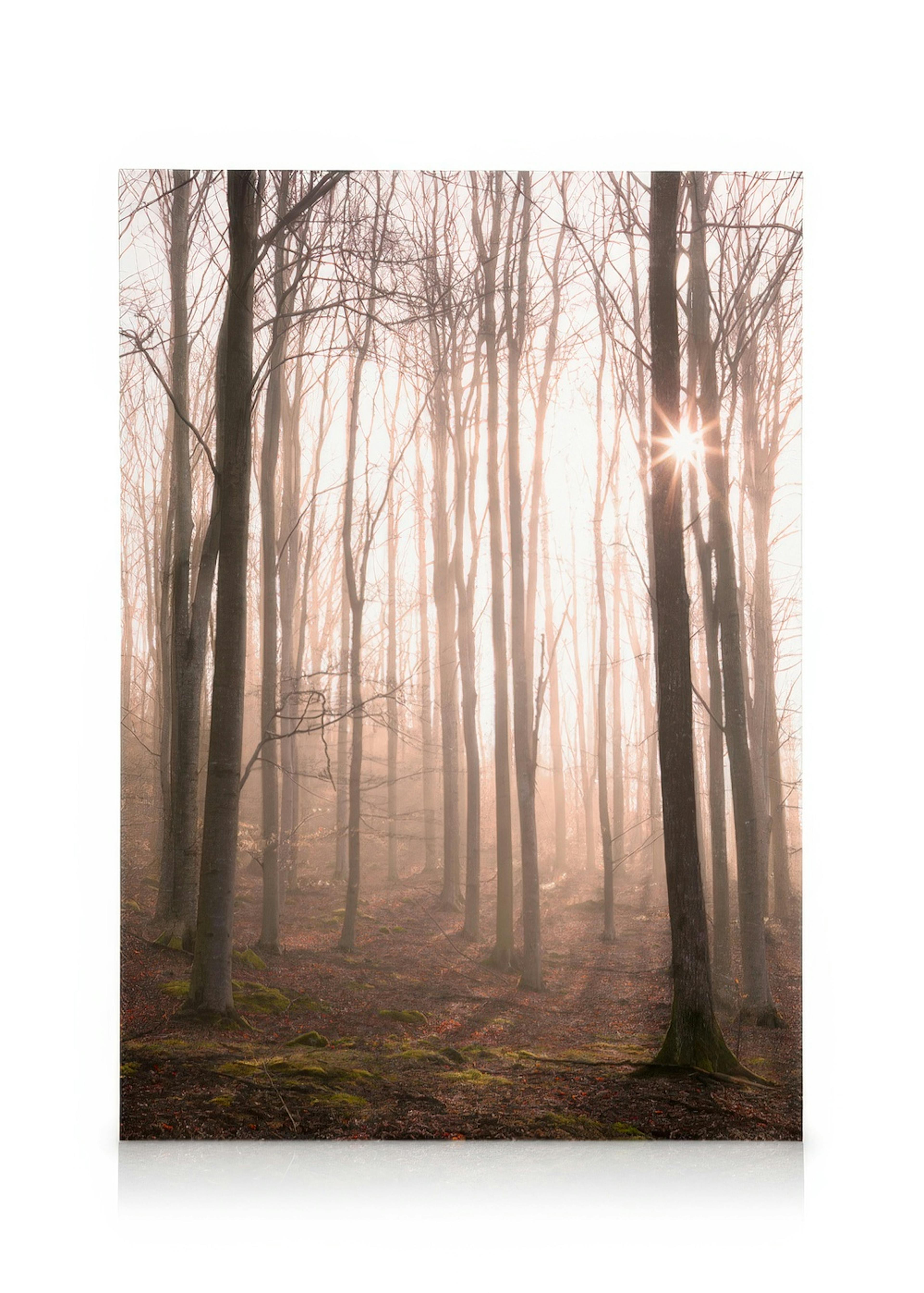 Forest in Fog Canvas 0