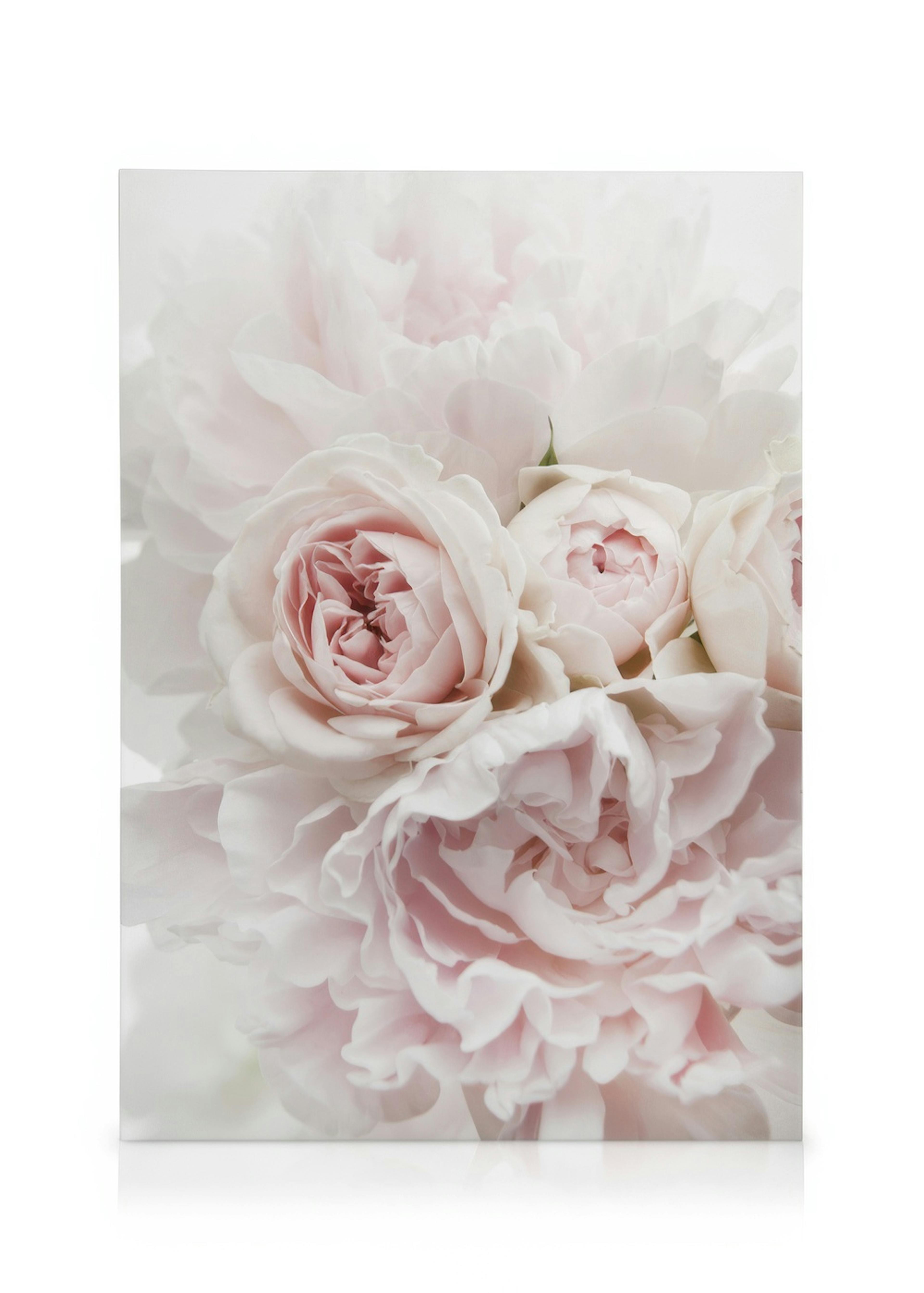 Peonies and Roses Kanvaasi 0