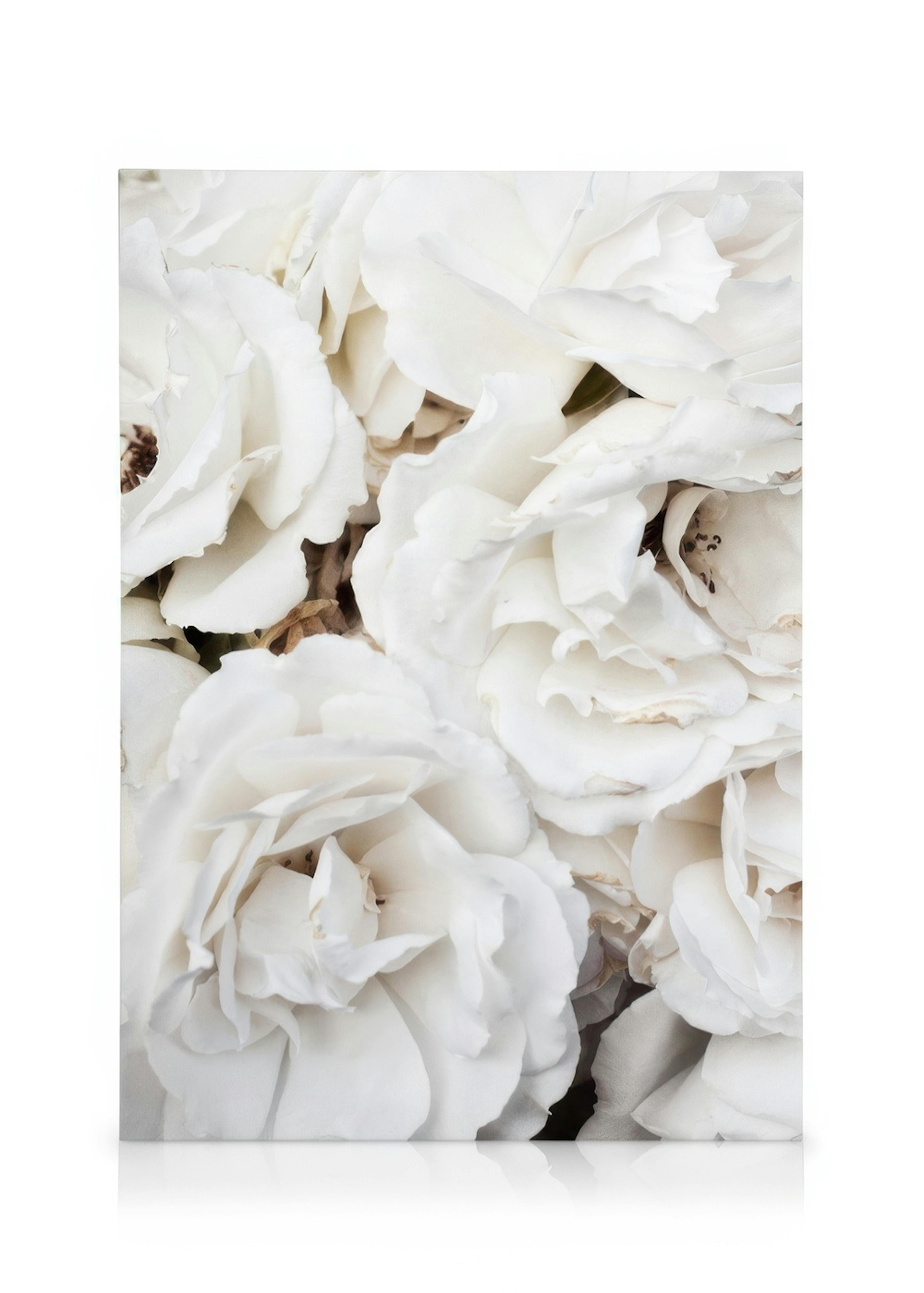 White Roses Canvastavla 0