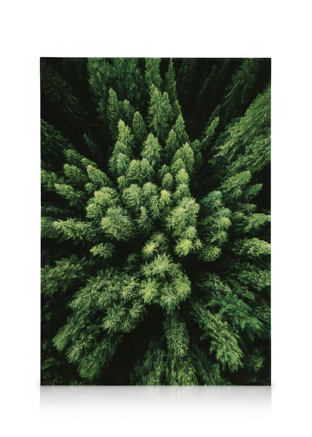 Toile de forêt dense vue du ciel avec des nuances de vert, une photographie aérienne