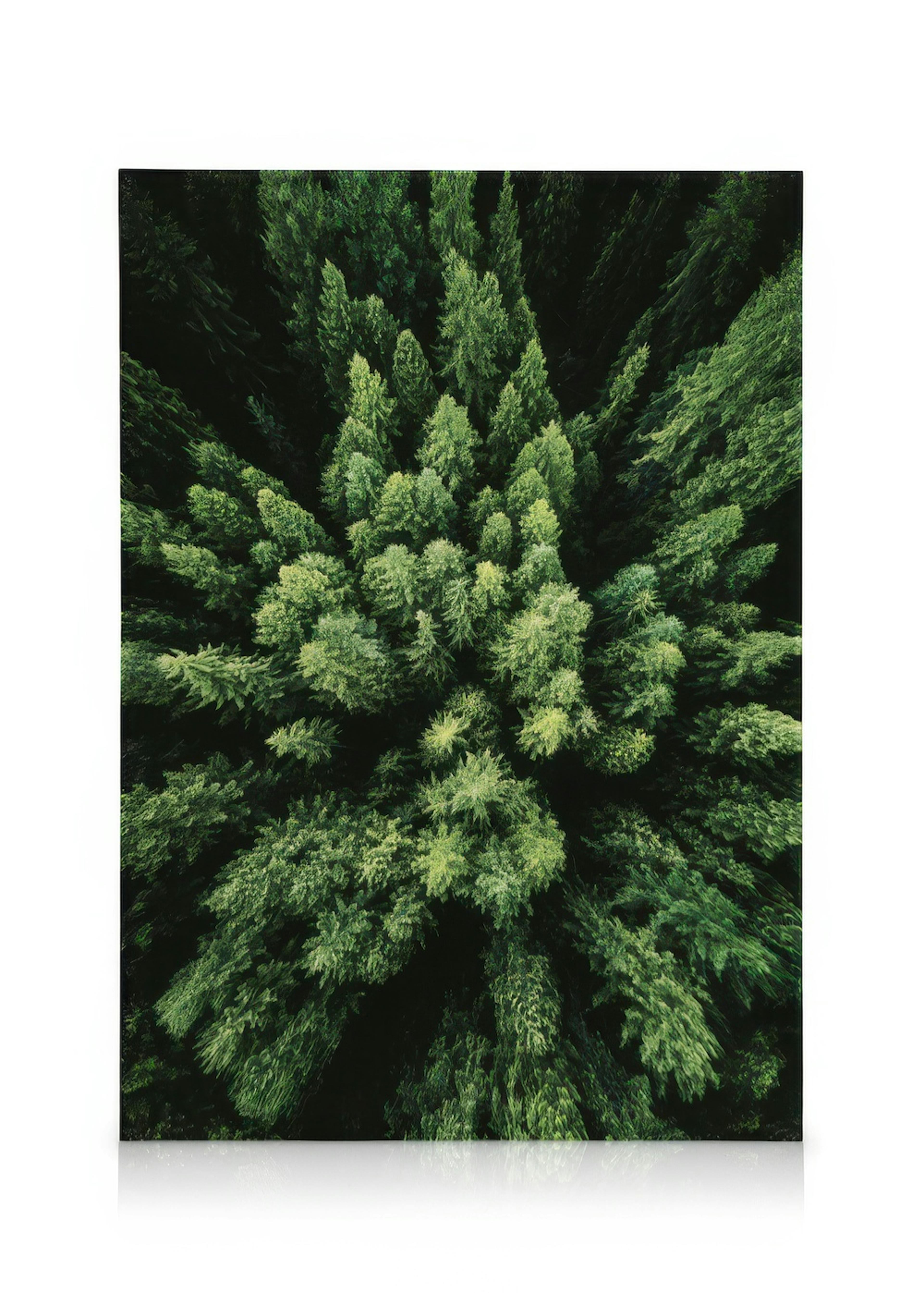 Aerial Forest Canvas 0